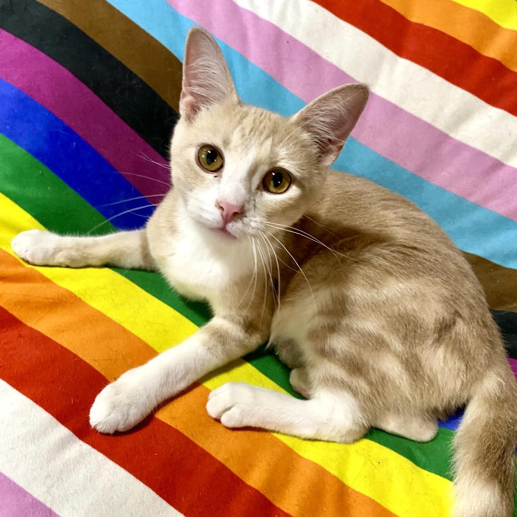 Enlarge Rhett, a Adoptable Domestic Short Hair in Herrin, IL image 6/6