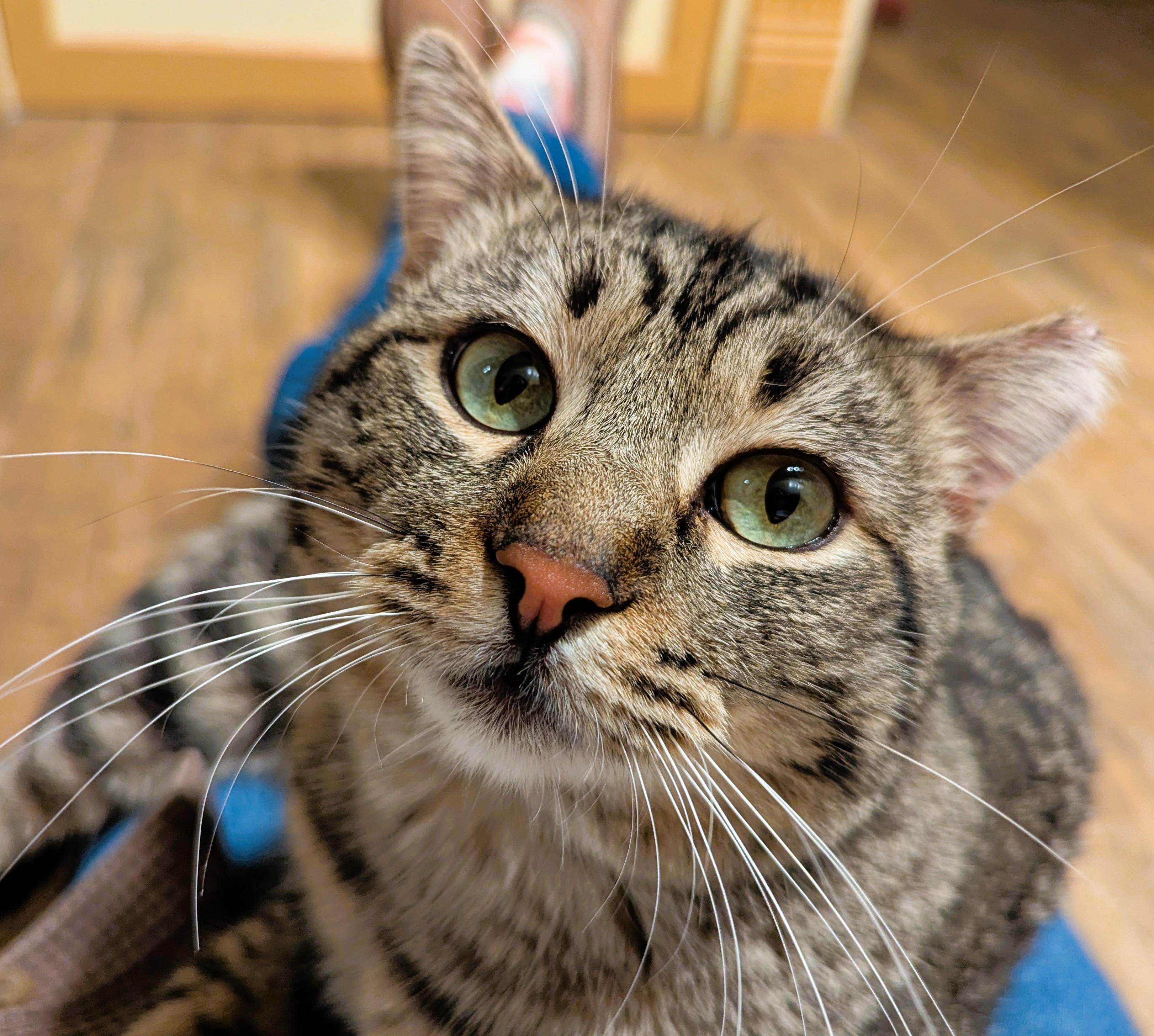 Enlarge ROLAND, a Adoptable Tabby in Prescott, AZ image 2/4