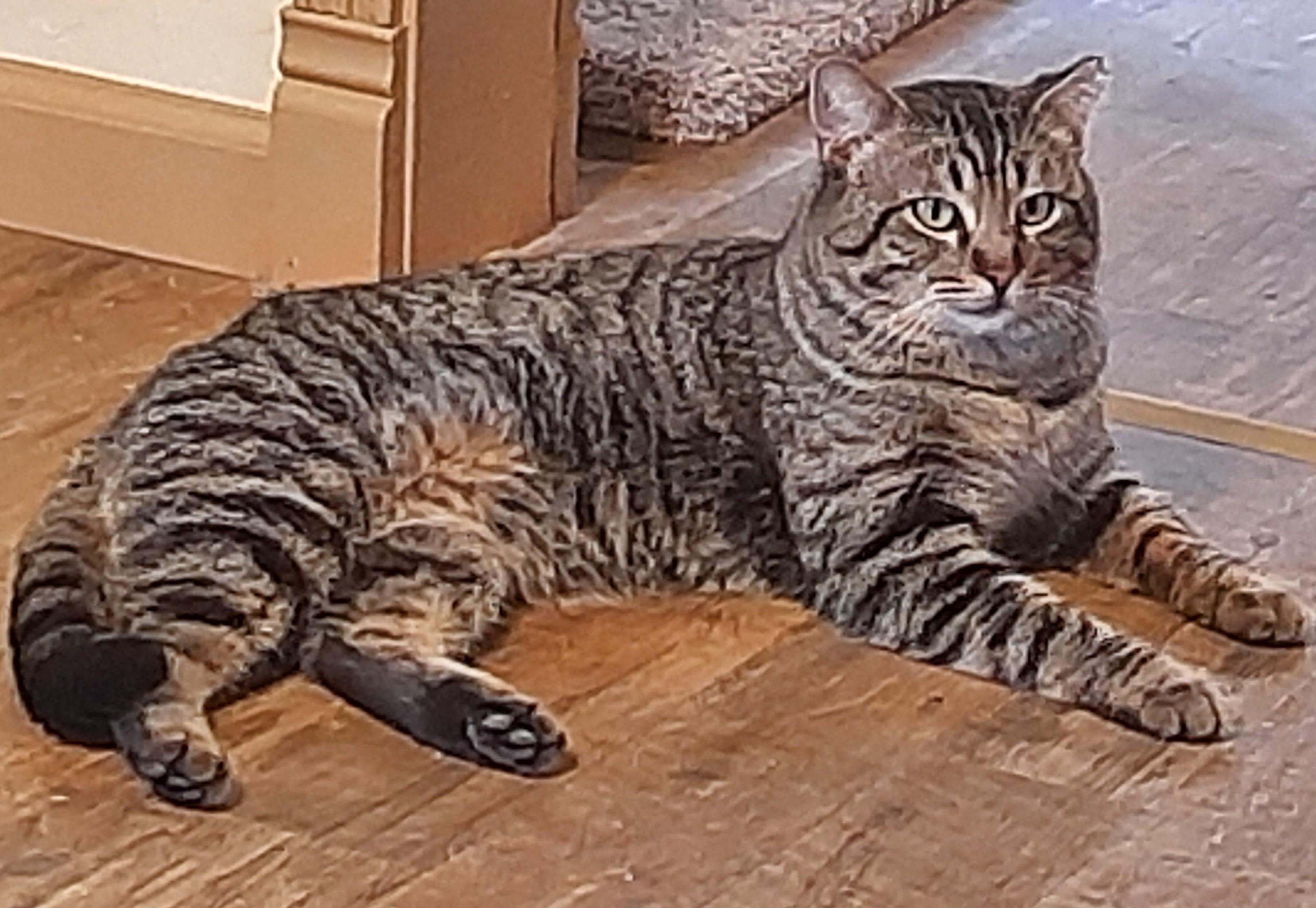 Enlarge ROLAND, a Adoptable Tabby in Prescott, AZ image 3/4