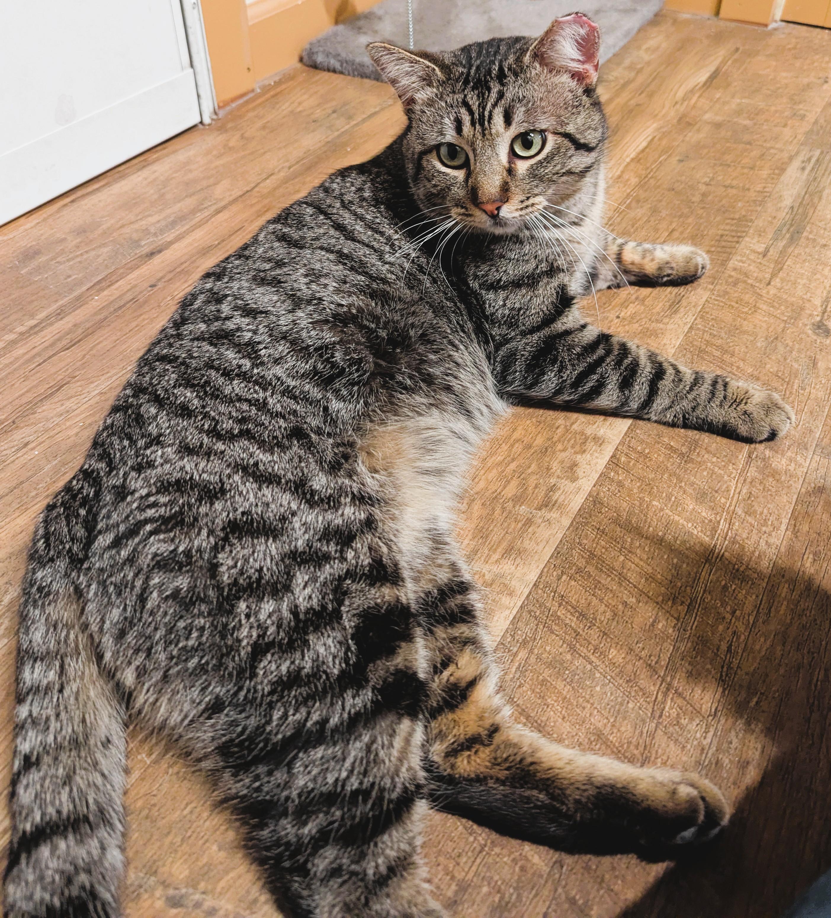 Enlarge ROLAND, a Adoptable Tabby in Prescott, AZ image 4/4