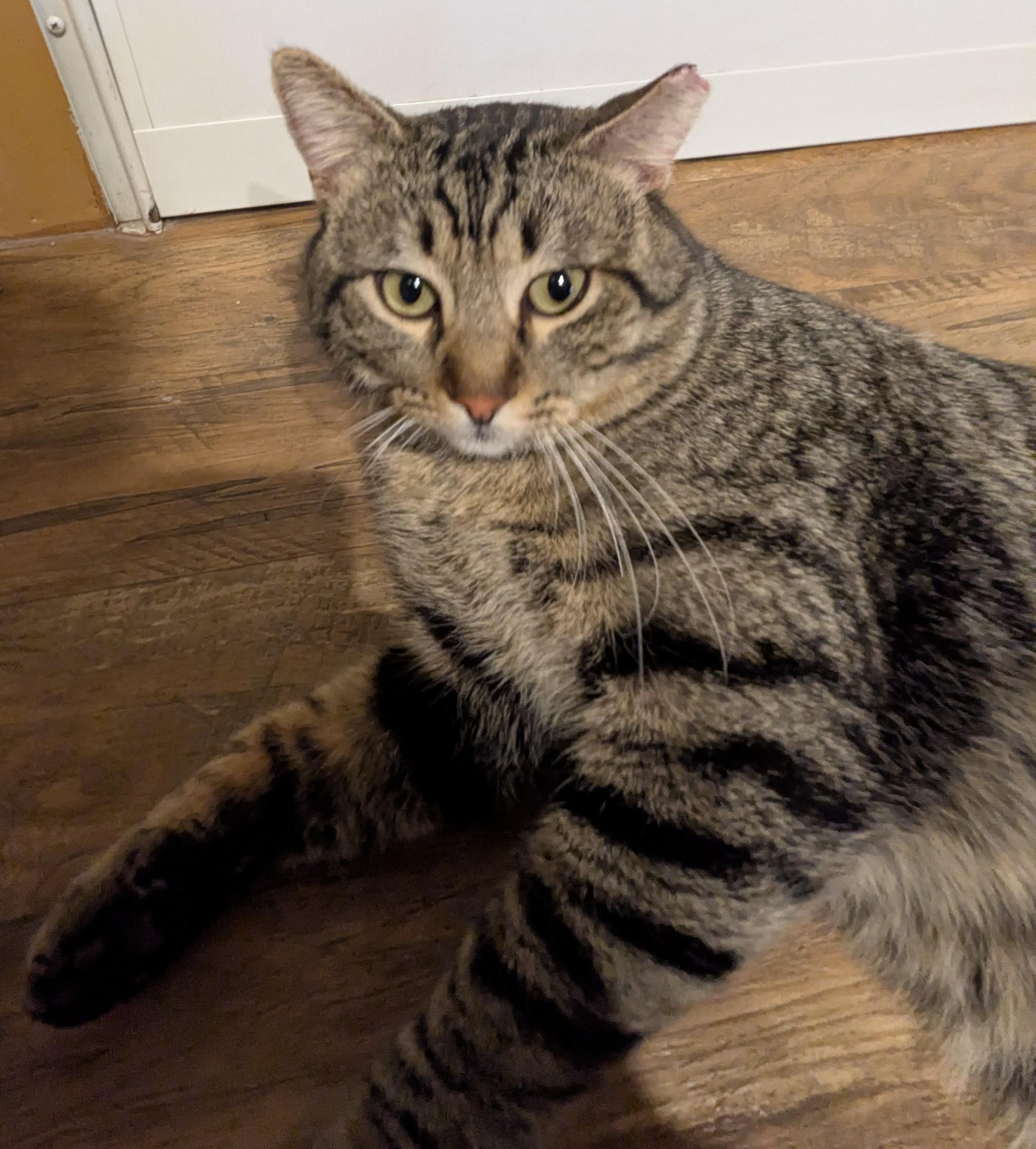 ROLAND, Adoptable, Adult Male Tabby.