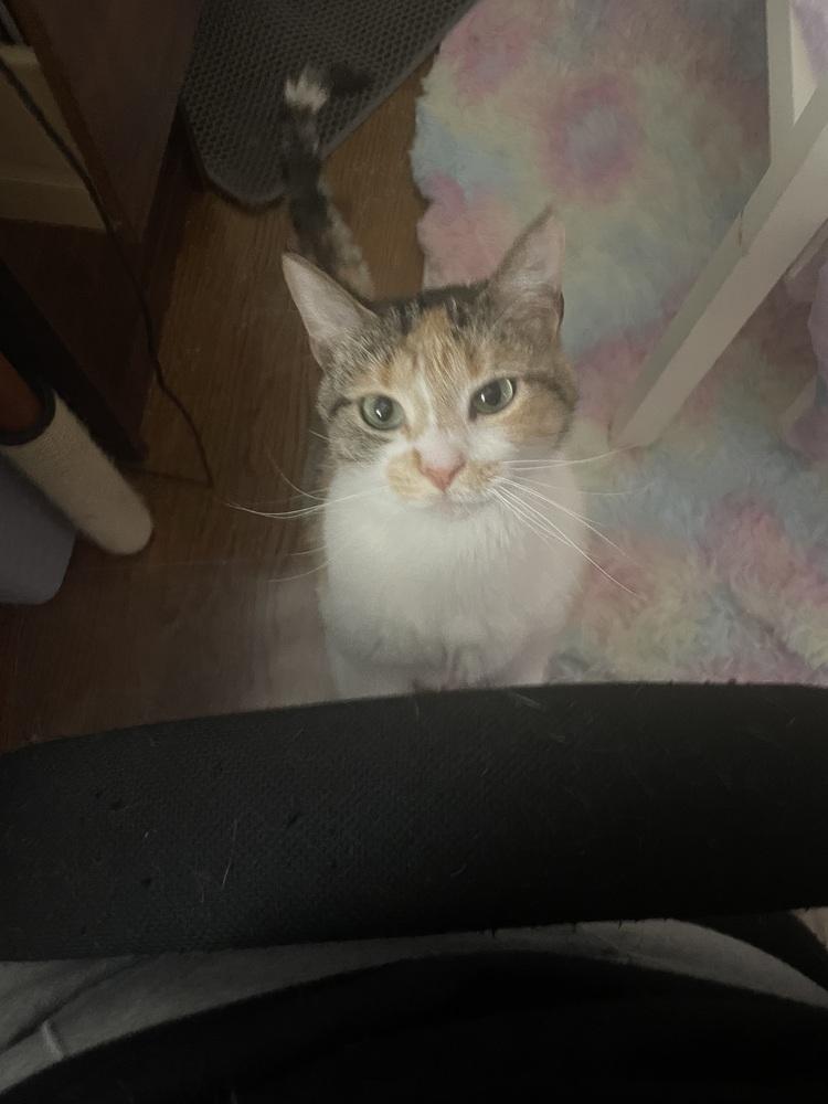 Nala, Adoptable, Young Female Calico & Domestic Short Hair.