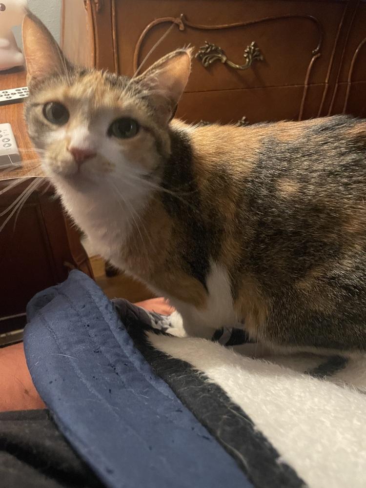 Enlarge Nala, a Adoptable mixed breed in Dallas, TX image 3/4