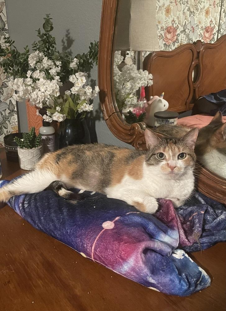 Enlarge Nala, a Adoptable mixed breed in Dallas, TX image 4/4