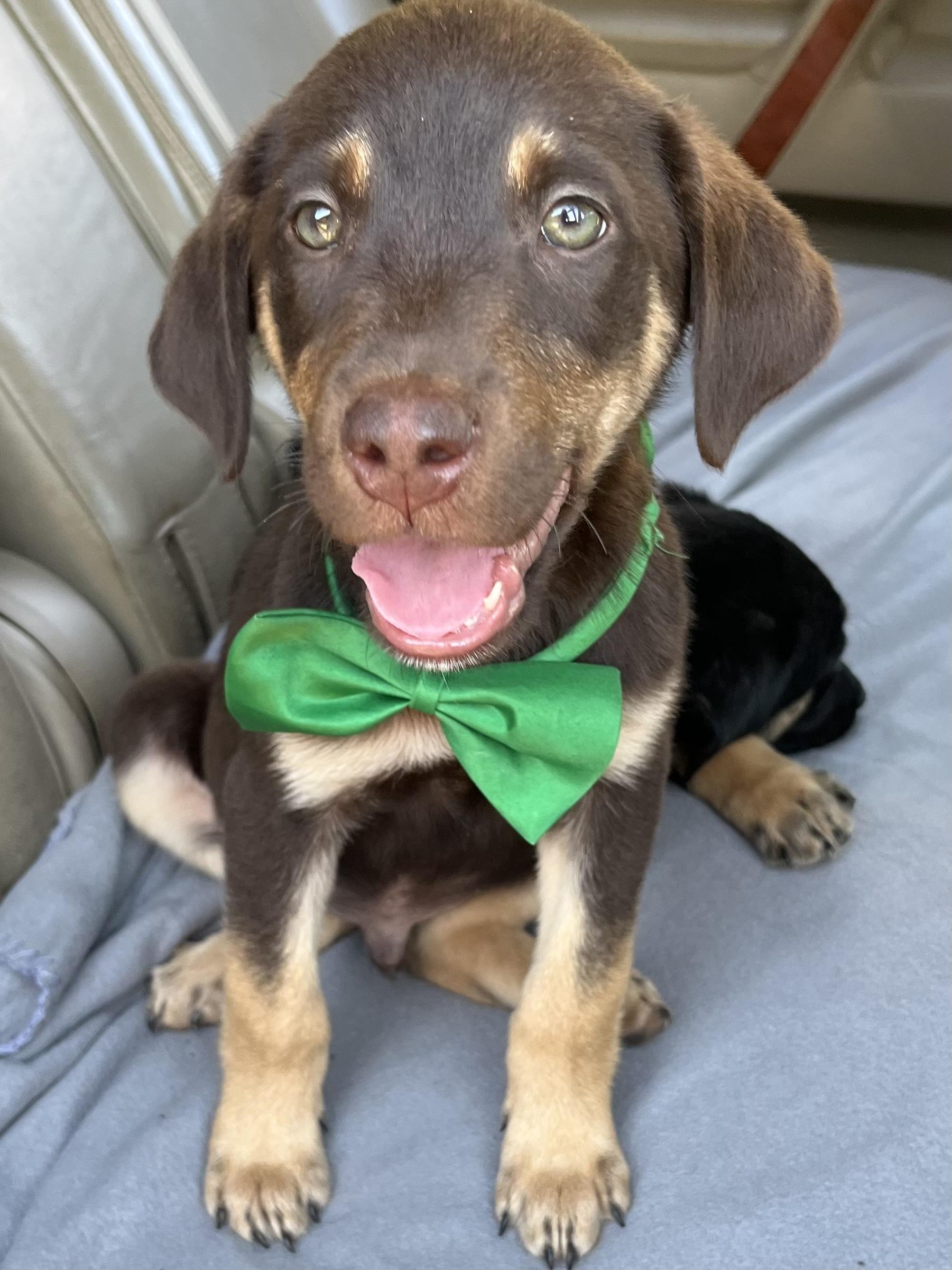 Enlarge Hershey, a Adoptable mixed breed in Jacksonville, FL image 3/6