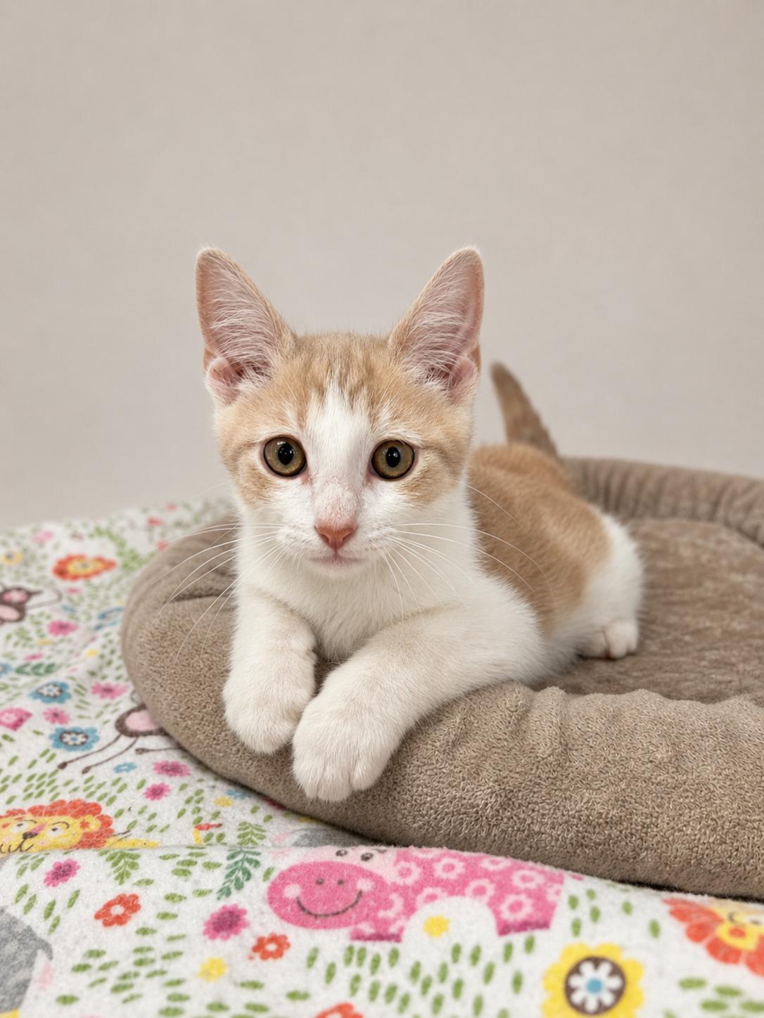 Enlarge Eddie, an adopted Domestic Short Hair in Greensboro, NC image 1/2