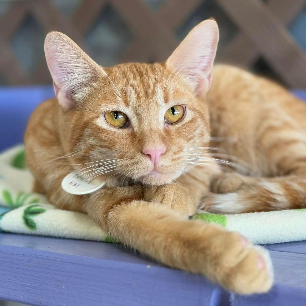 Shukaku, Adoptable, Adult Male Domestic Short Hair.