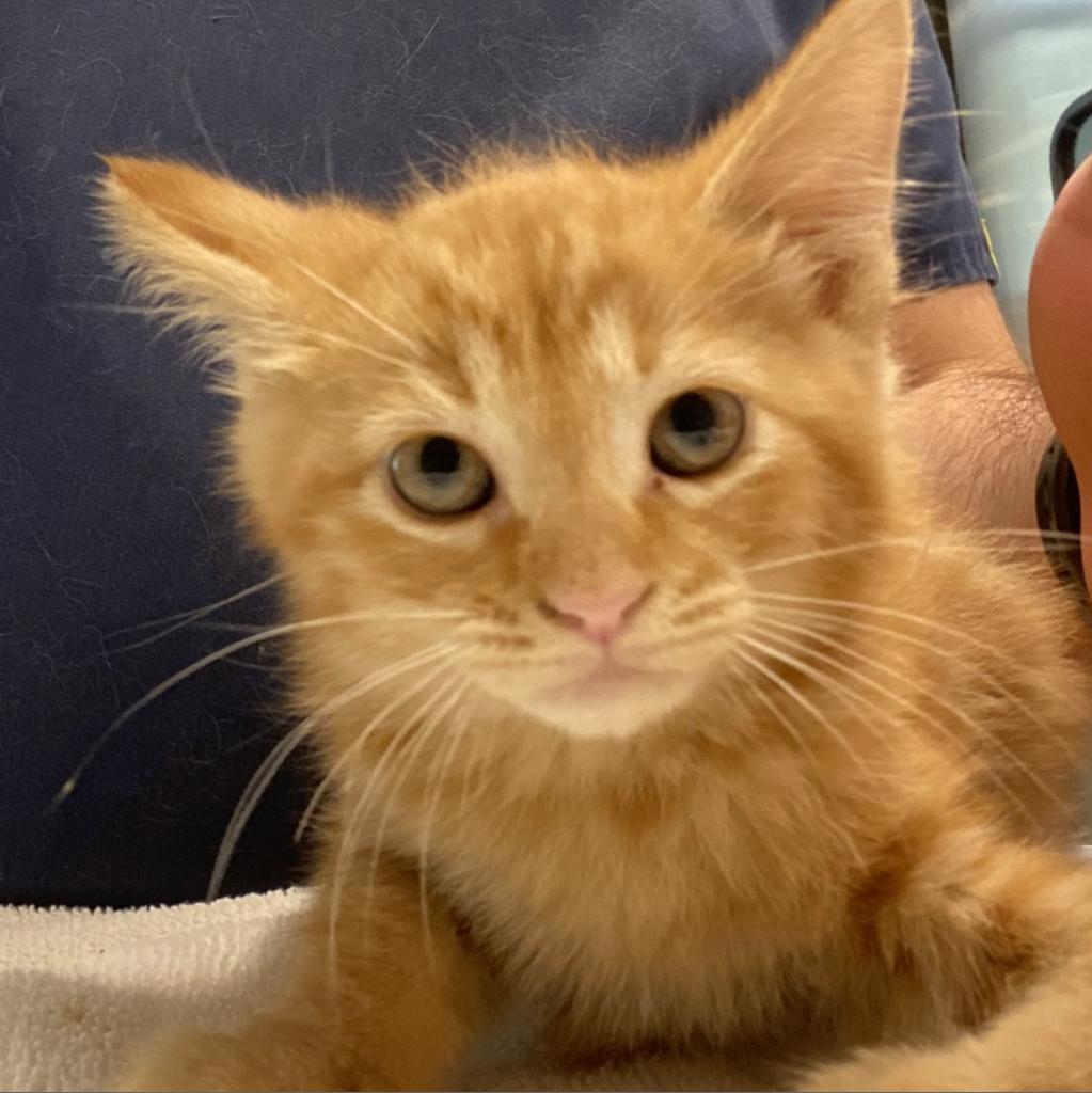 Enlarge Shukaku, a Adoptable Domestic Short Hair in Tucson, AZ image 2/2