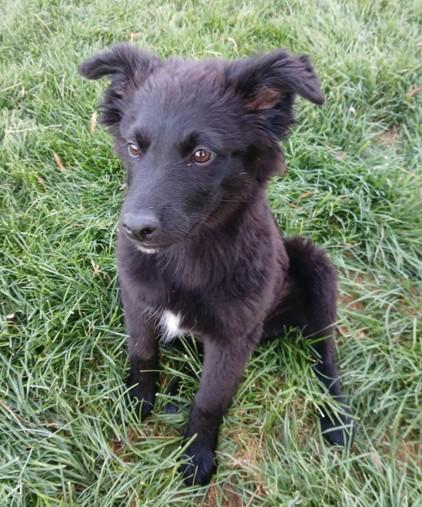 Lana, adopted, Young Female Mixed Breed.