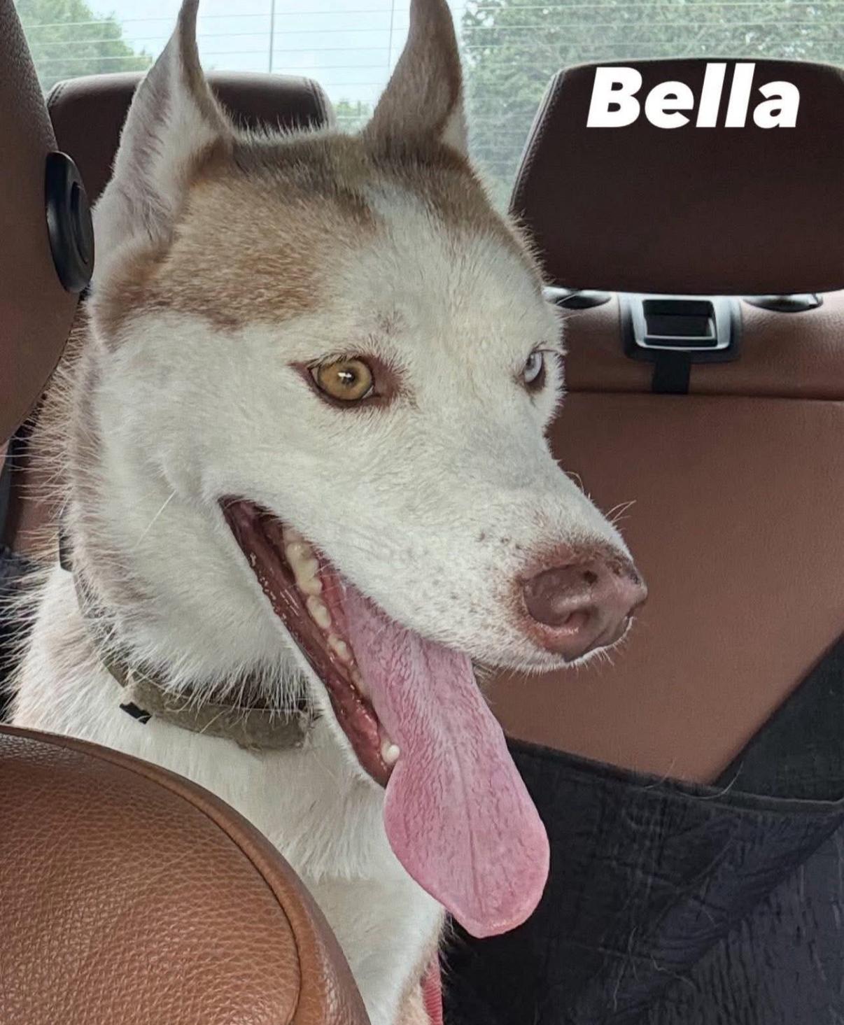 Bella (Red), adopted, Adult Female Siberian Husky.