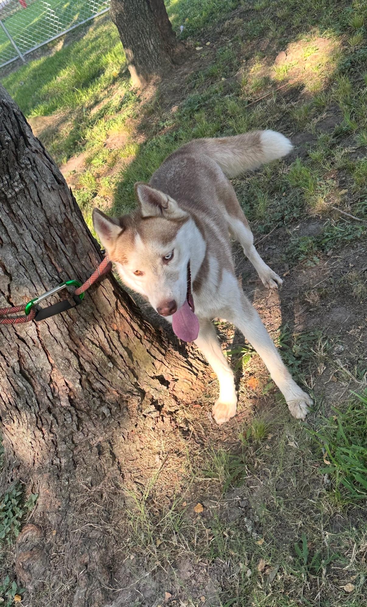 Enlarge Bella (Red), an adopted Siberian Husky in Batavia, OH image 2/6