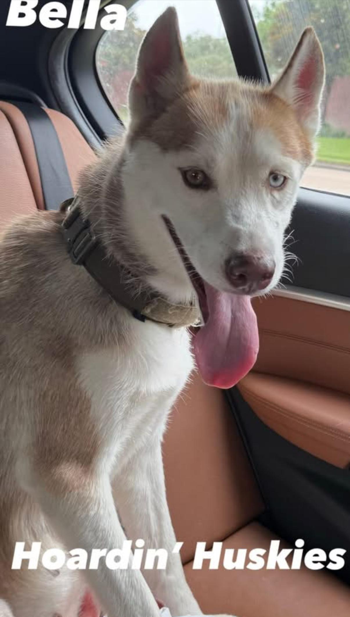 Bella (Red), adopted, Adult Female Siberian Husky.