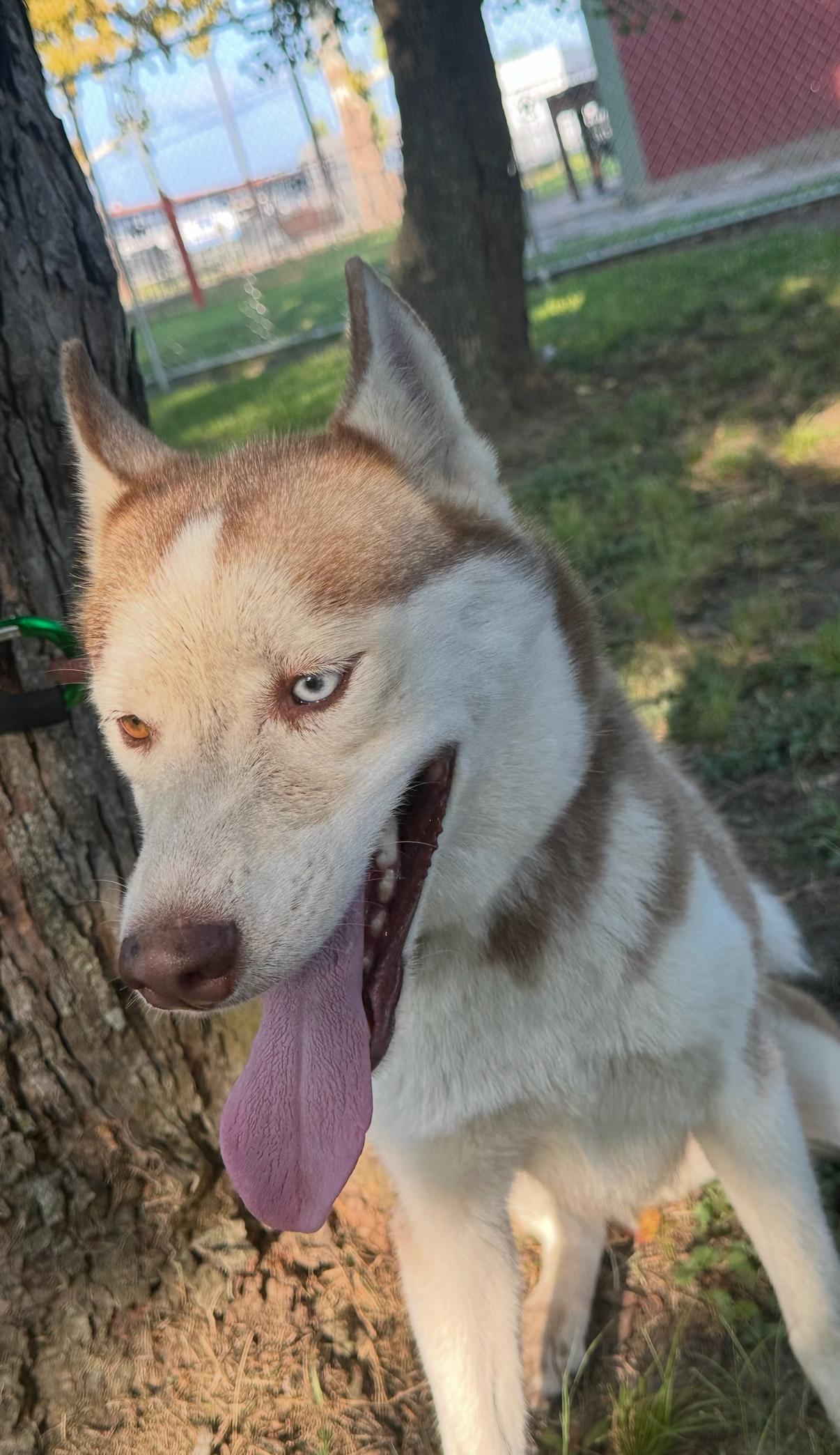 Enlarge Bella (Red), an adopted Siberian Husky in Batavia, OH image 4/6
