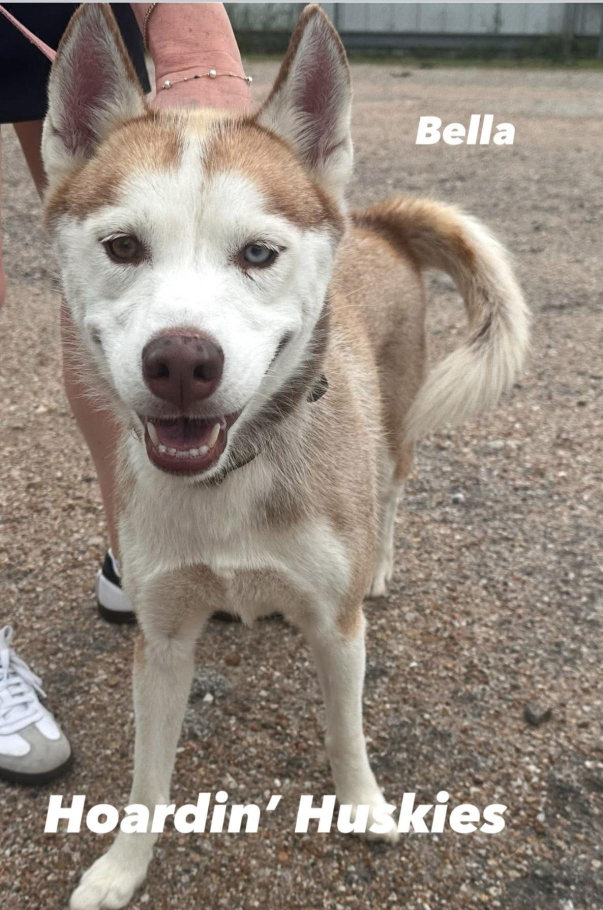 Enlarge Bella (Red), an adopted Siberian Husky in Batavia, OH image 5/6