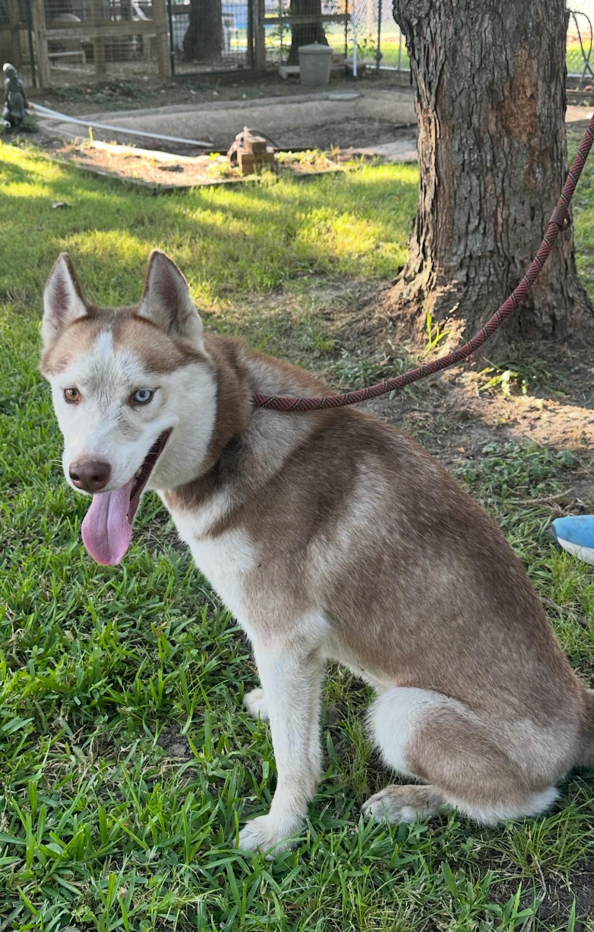 Enlarge Bella (Red), an adopted Siberian Husky in Batavia, OH image 6/6