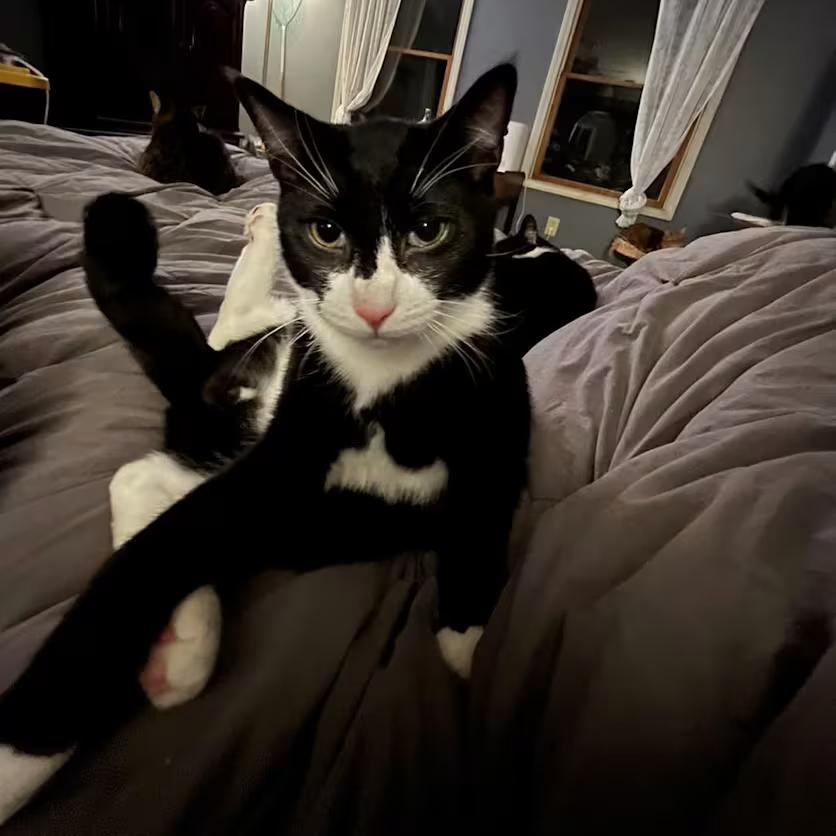 Enlarge Duke, an adopted Domestic Short Hair in Toms River, NJ image 1/1