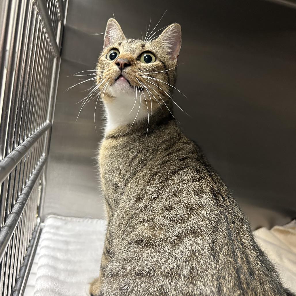 Enlarge Gingerbread, a Adoptable Domestic Short Hair in Bryan, TX image 1/1