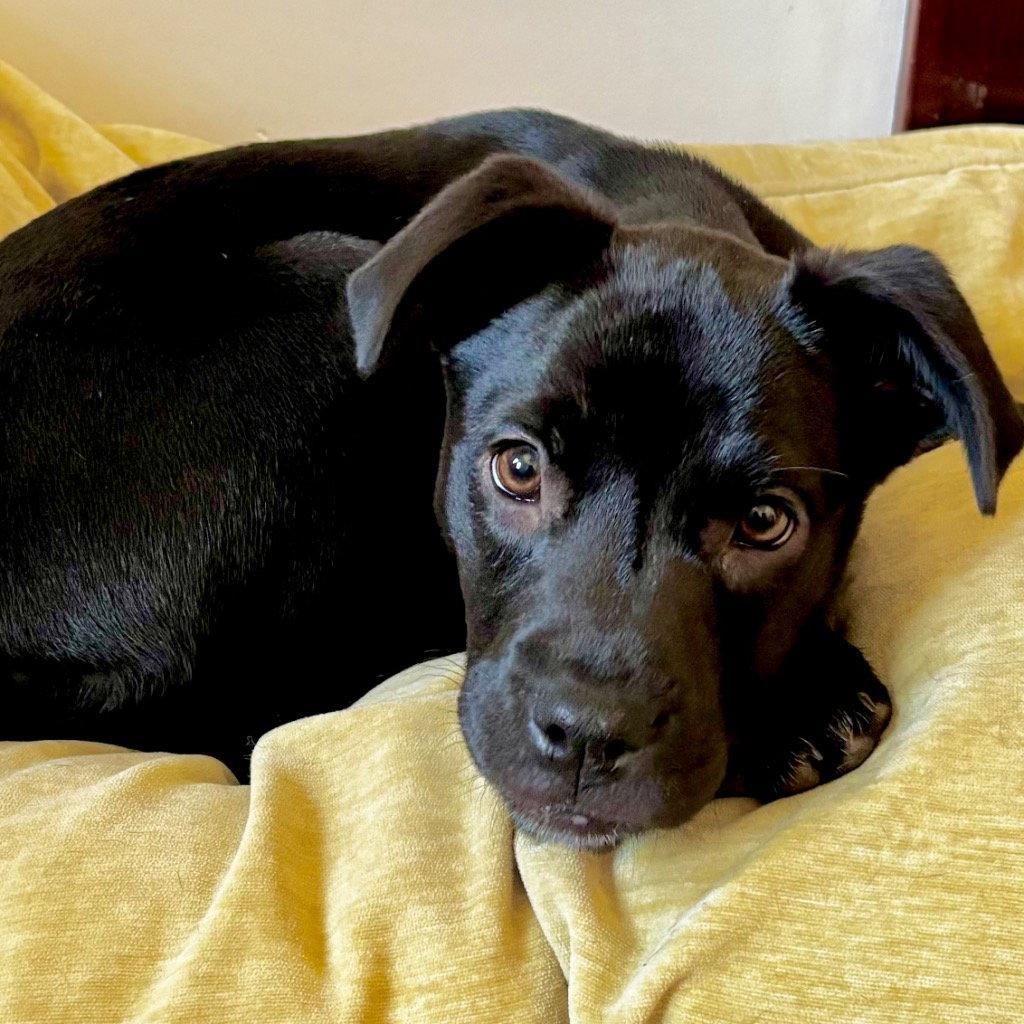 Baby, Adoptable, Puppy Female Labrador Retriever & Terrier.