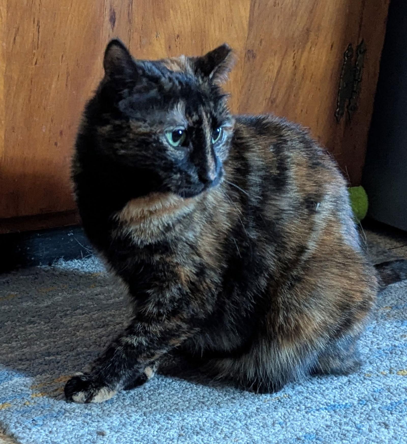 Enlarge Amethyst, a Adoptable American Shorthair in Harrisburg, PA image 1/3