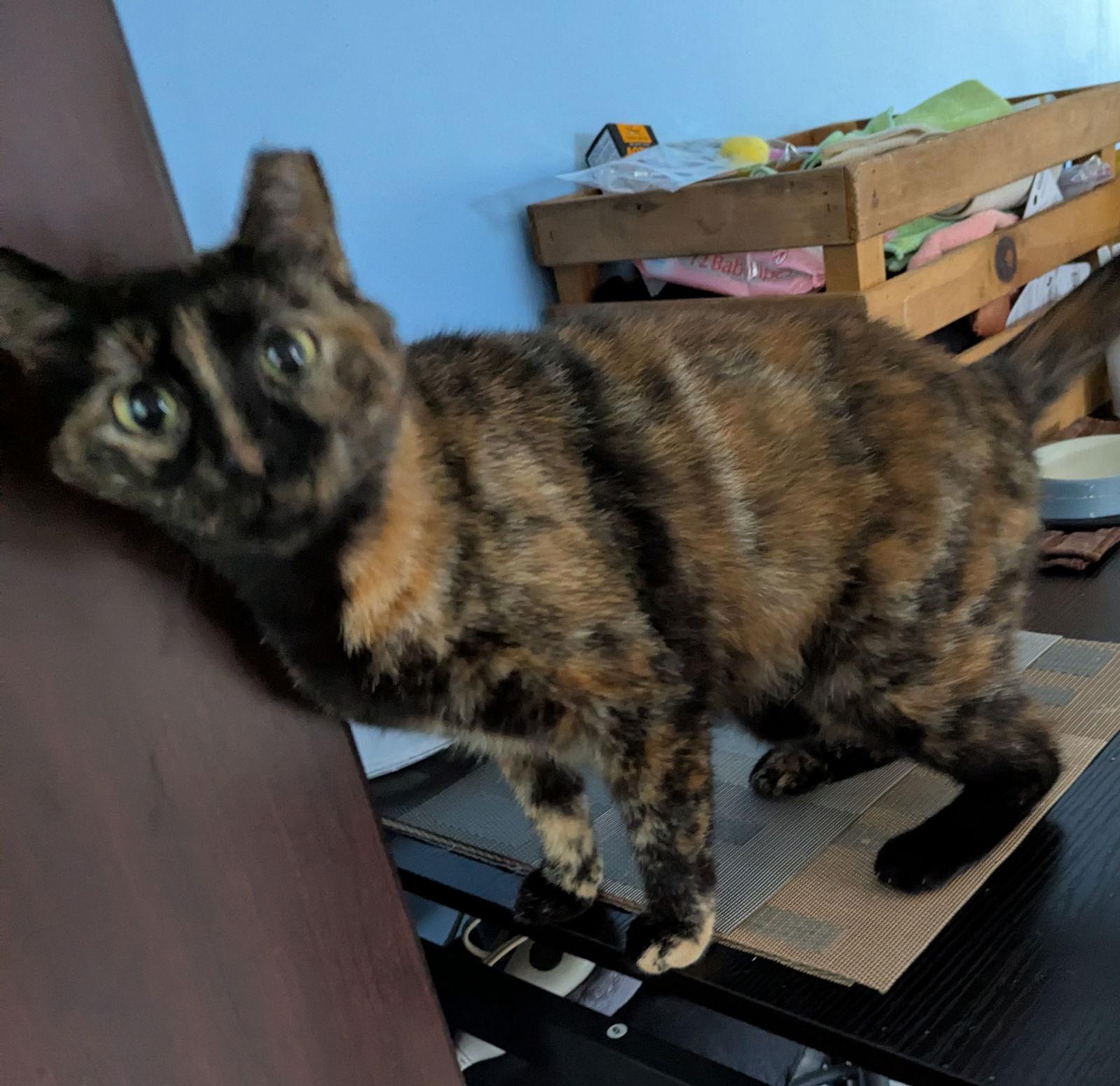 Enlarge Amethyst, a Adoptable American Shorthair in Harrisburg, PA image 2/3