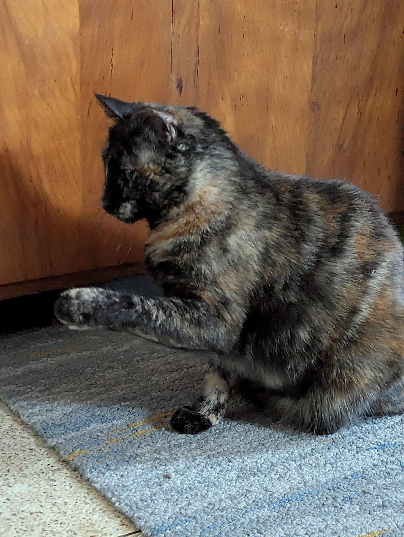 Enlarge Amethyst, a Adoptable American Shorthair in Harrisburg, PA image 3/3