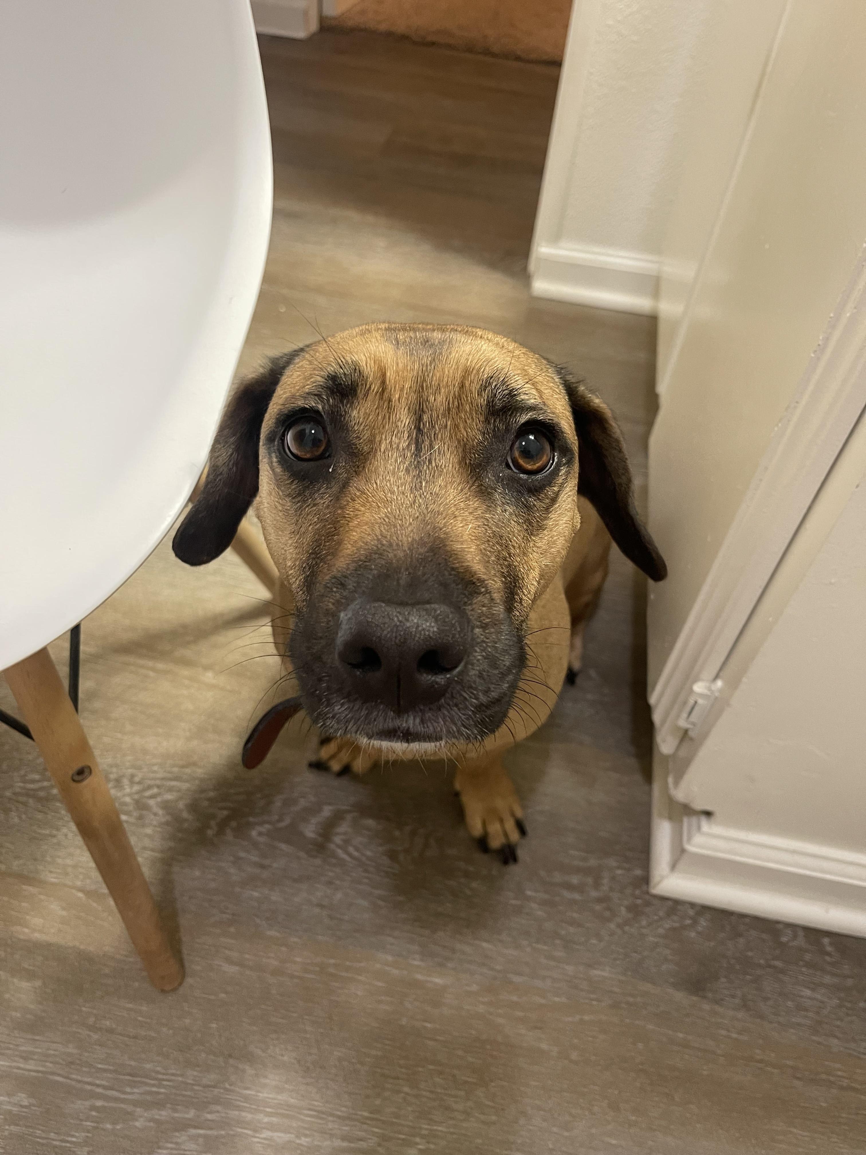 Enlarge Django, a Adoptable mixed breed in Huntington Beach, CA image 1/6