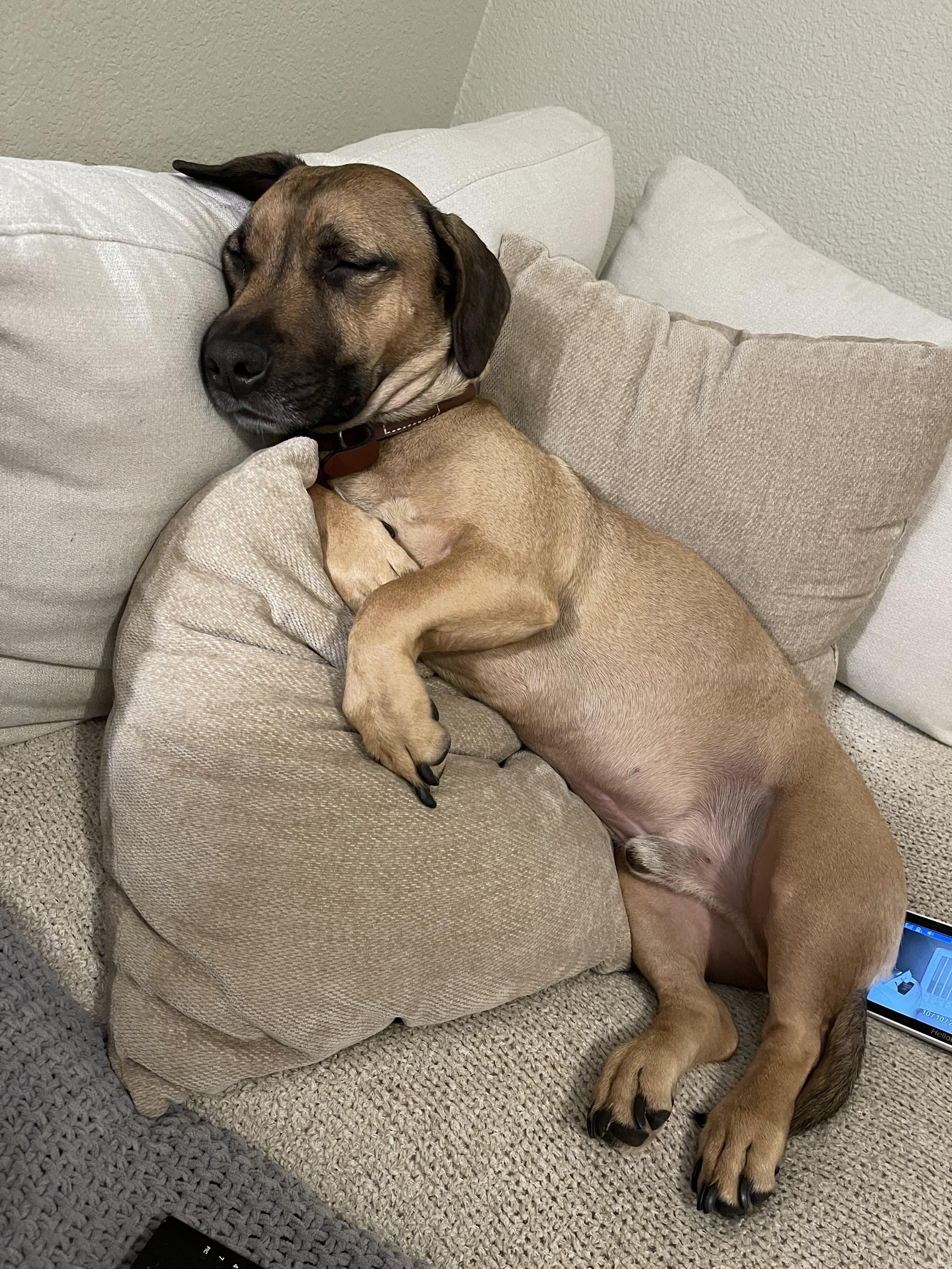 Enlarge Django, a Adoptable mixed breed in Huntington Beach, CA image 2/6