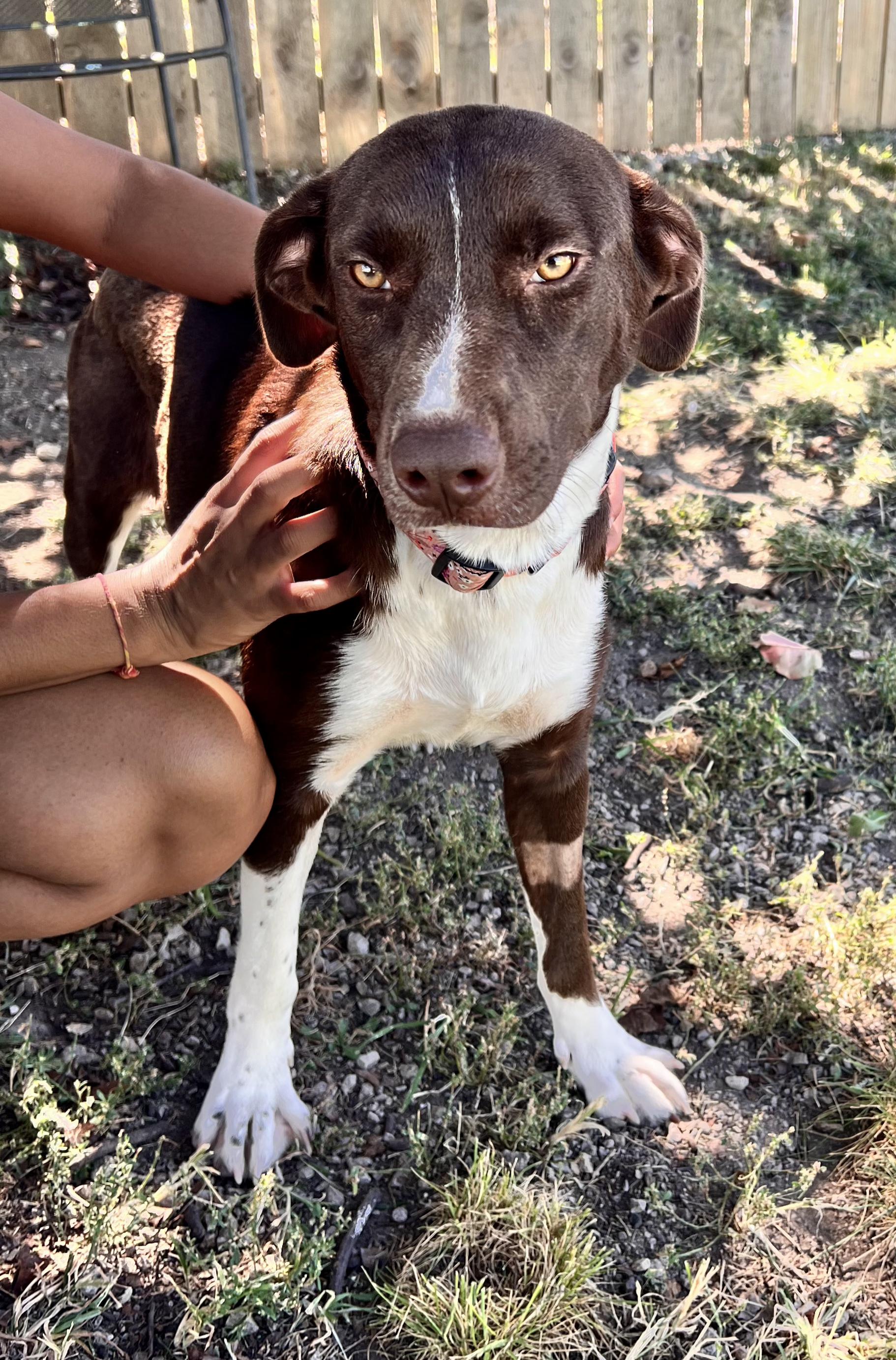 Debby sponsorship adoption fee, a Adoptable mixed breed in Lexington, KY image 2/4