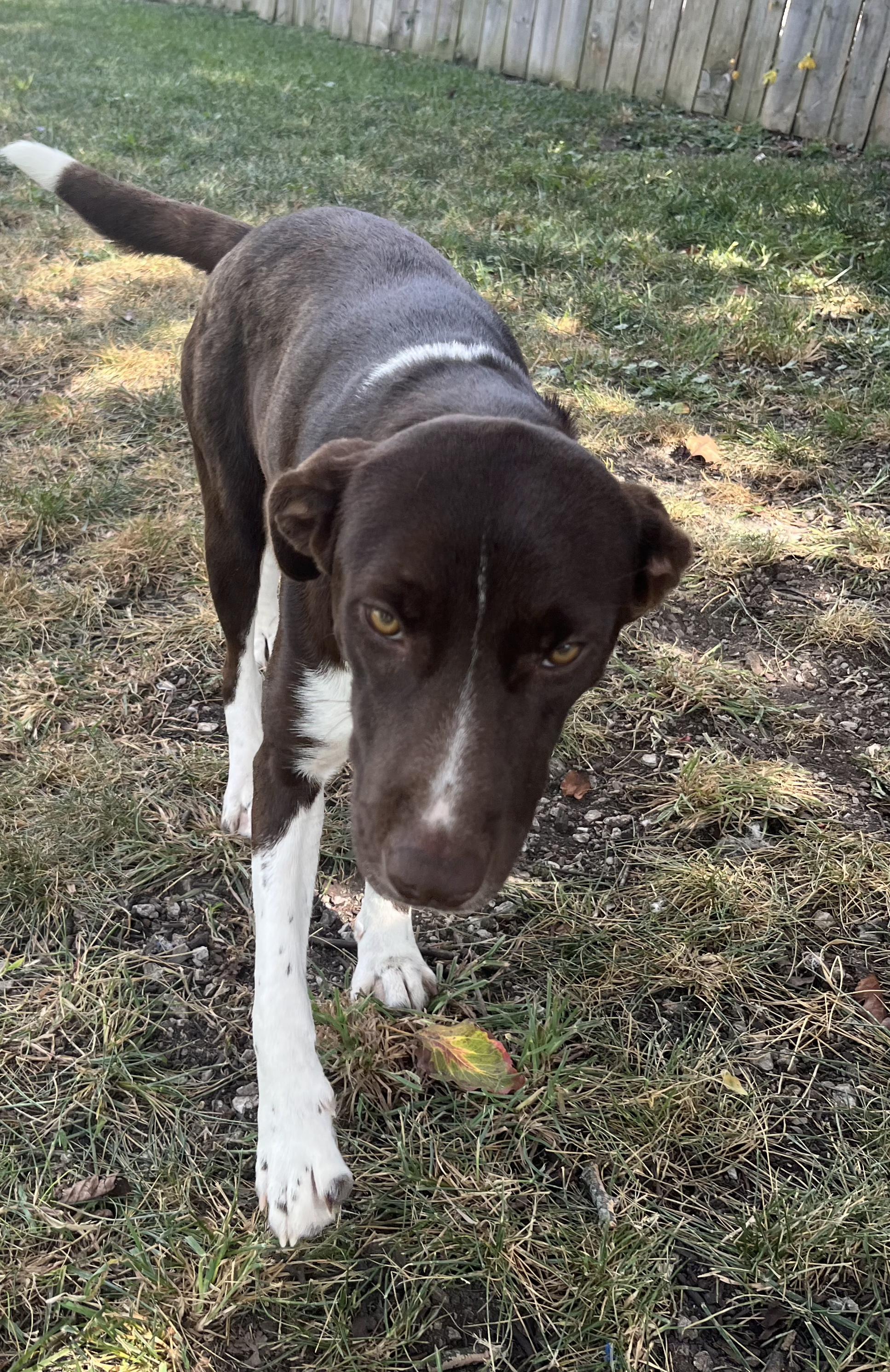 Debby sponsorship adoption fee