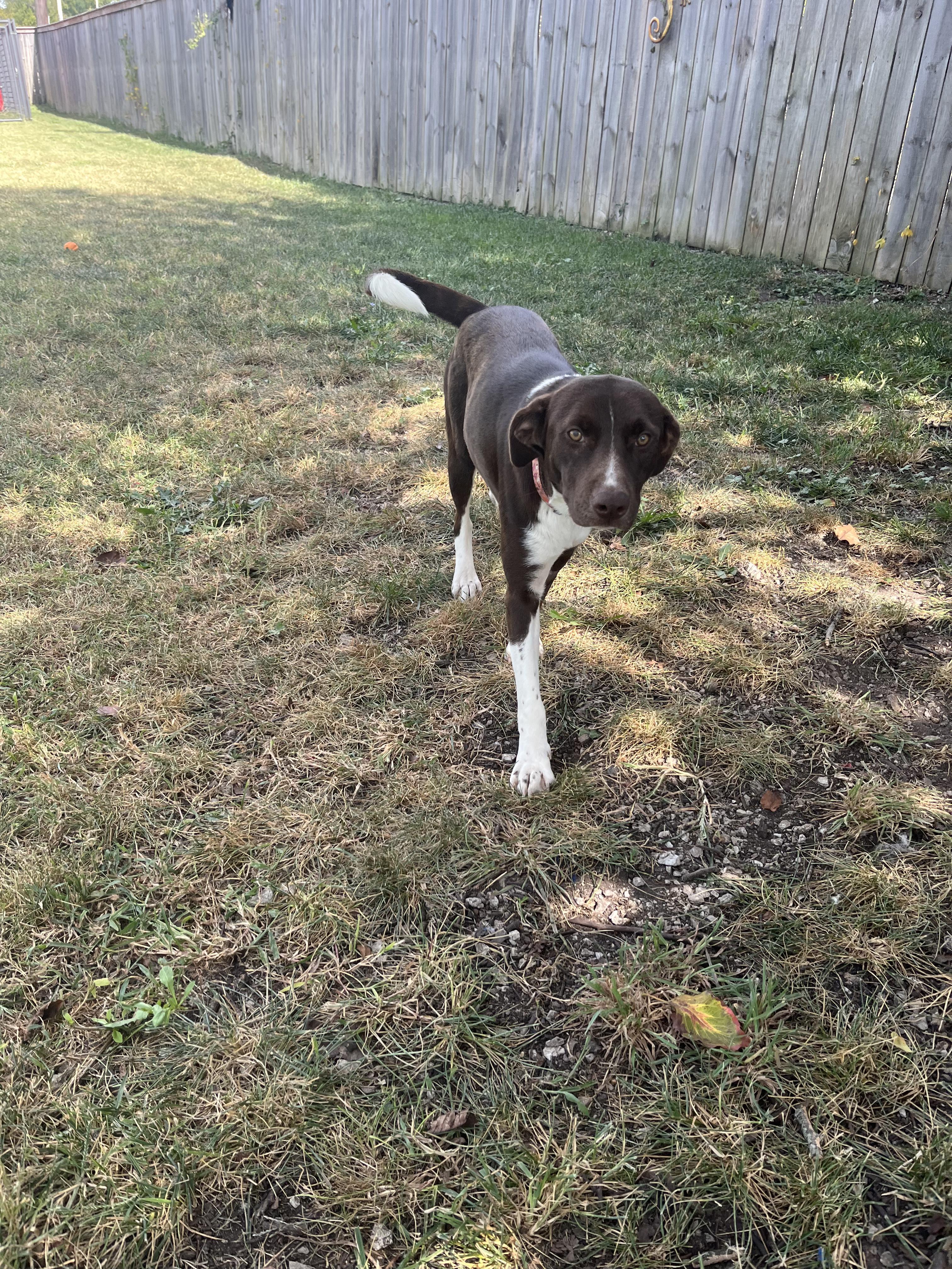 Debby sponsorship adoption fee, a Adoptable mixed breed in Lexington, KY image 4/4