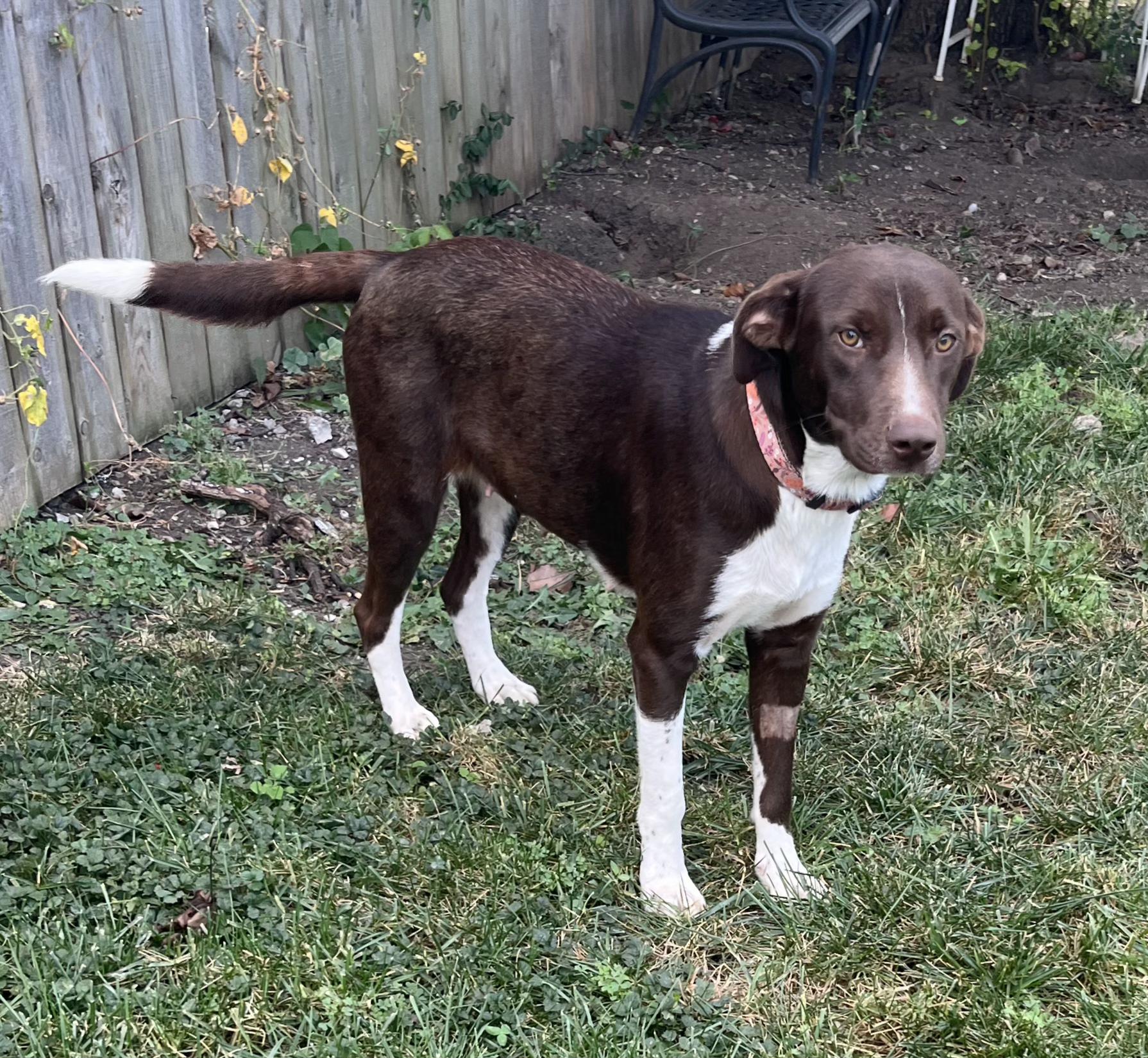 Debby sponsorship adoption fee, Adoptable, Young Female Chocolate Labrador Retriever & Hound.