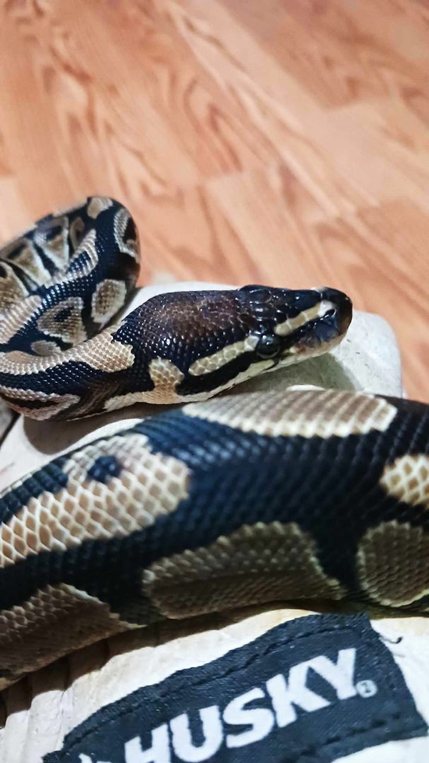 Enlarge Carmello, a Adoptable Ball Python in Wilmington, NC image 6/6