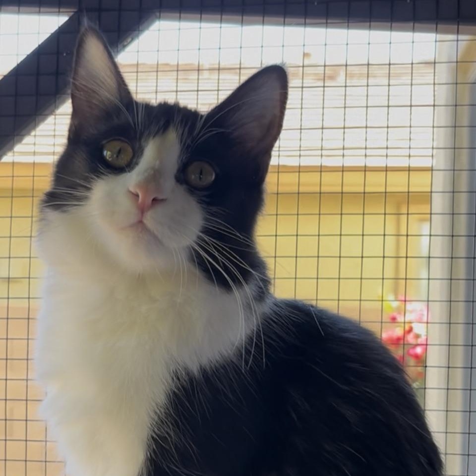 Fluffy, ADOPTABLE, Kitten Female Domestic Short Hair.