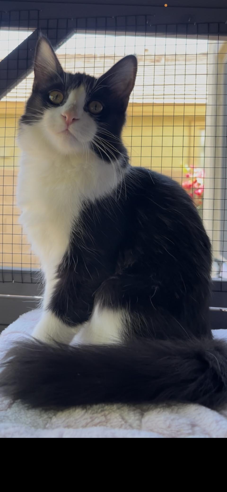 Enlarge Fluffy, a ADOPTABLE Domestic Short Hair in Queen Creek, AZ image 2/2