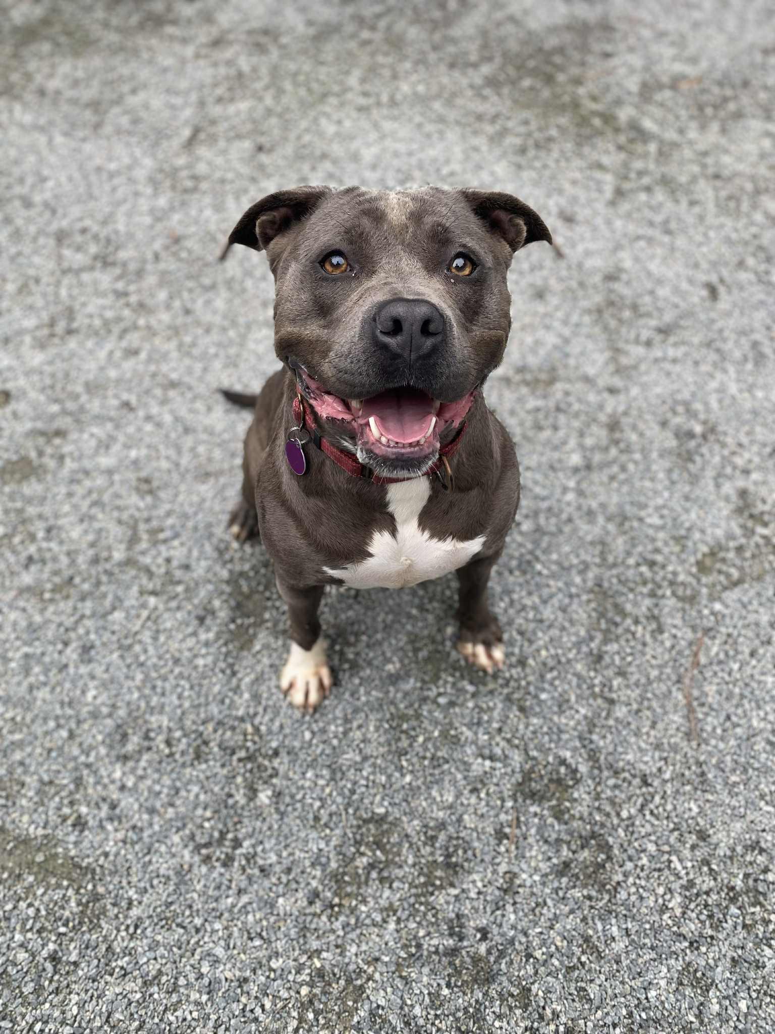 Enlarge Tinsel, a Adoptable Pit Bull Terrier in Emporia, VA image 1/6