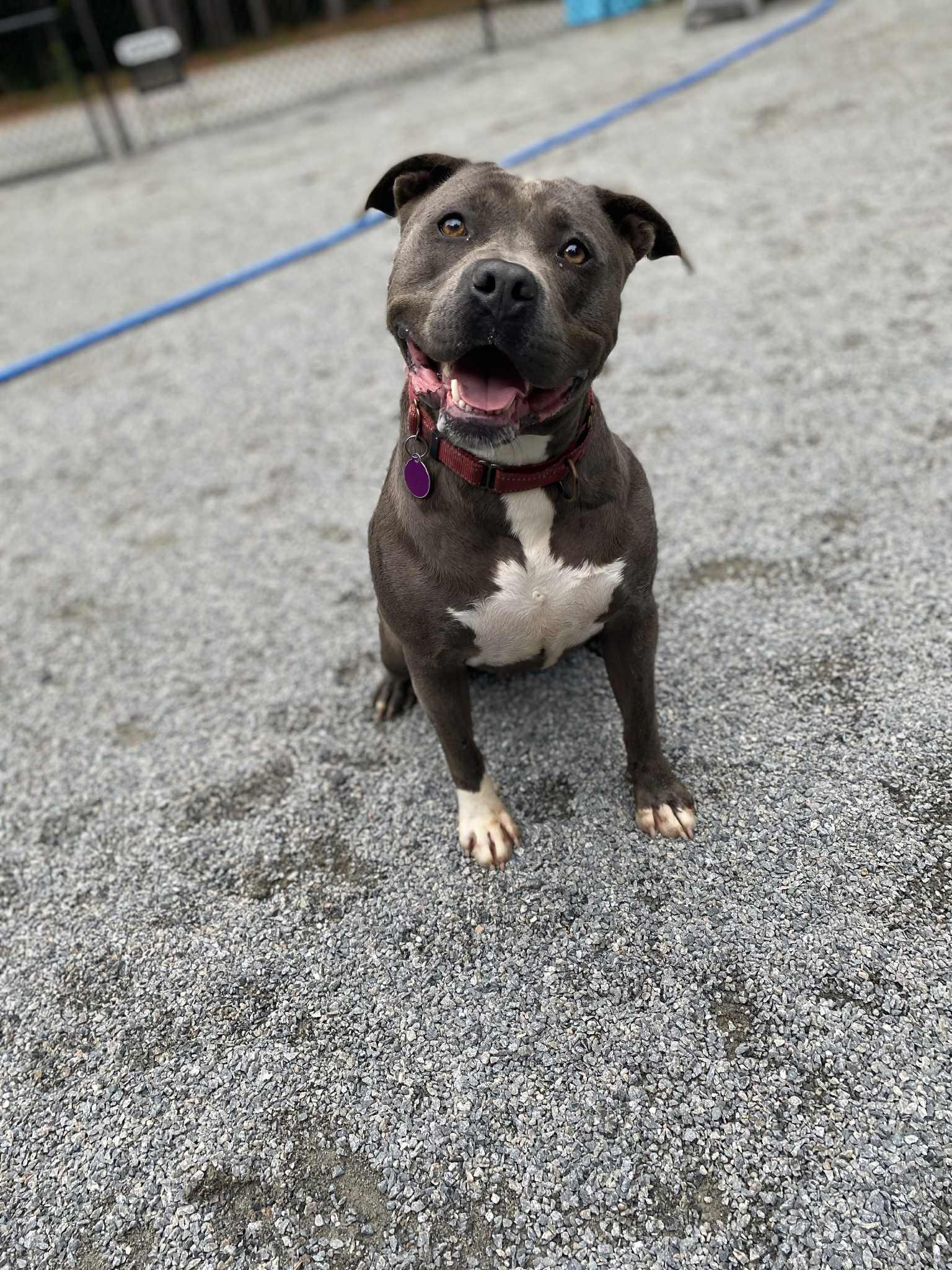 Enlarge Tinsel, a Adoptable Pit Bull Terrier in Emporia, VA image 2/6