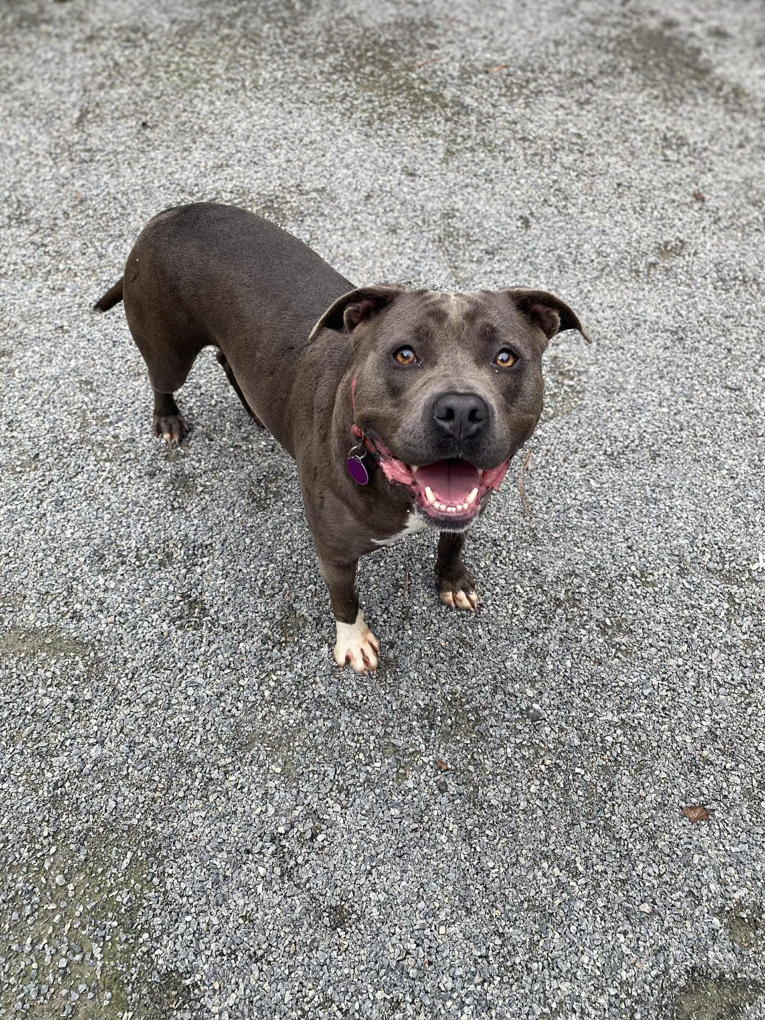 Enlarge Tinsel, a Adoptable Pit Bull Terrier in Emporia, VA image 3/6
