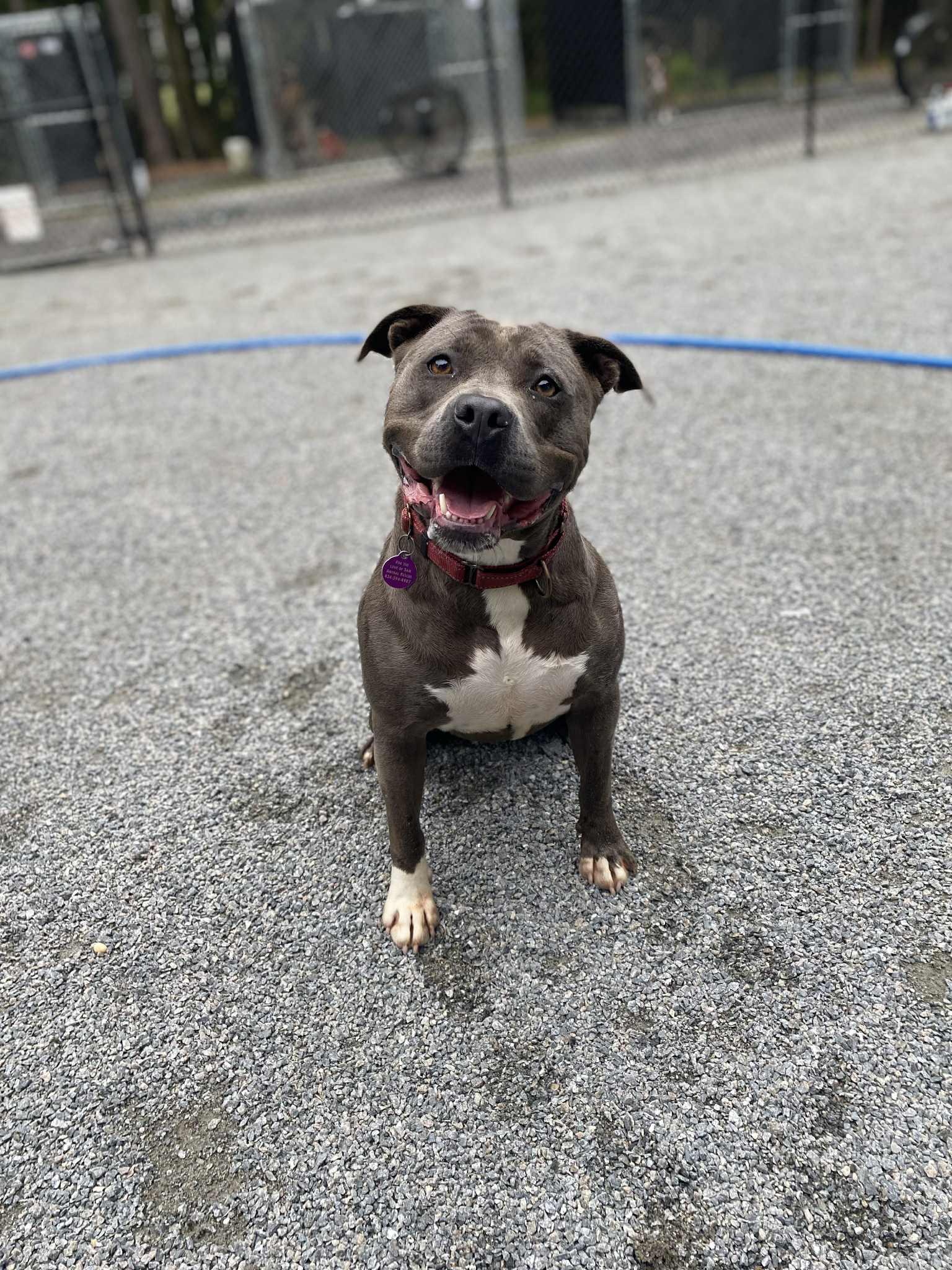 Enlarge Tinsel, a Adoptable Pit Bull Terrier in Emporia, VA image 5/6