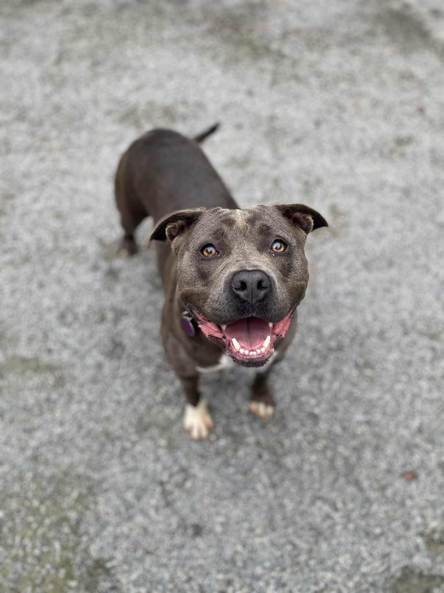 Enlarge Tinsel, a Adoptable Pit Bull Terrier in Emporia, VA image 6/6