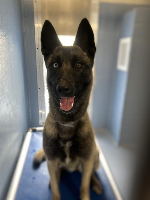 WINONA, Adoptable, Young Female Belgian Shepherd / Malinois.
