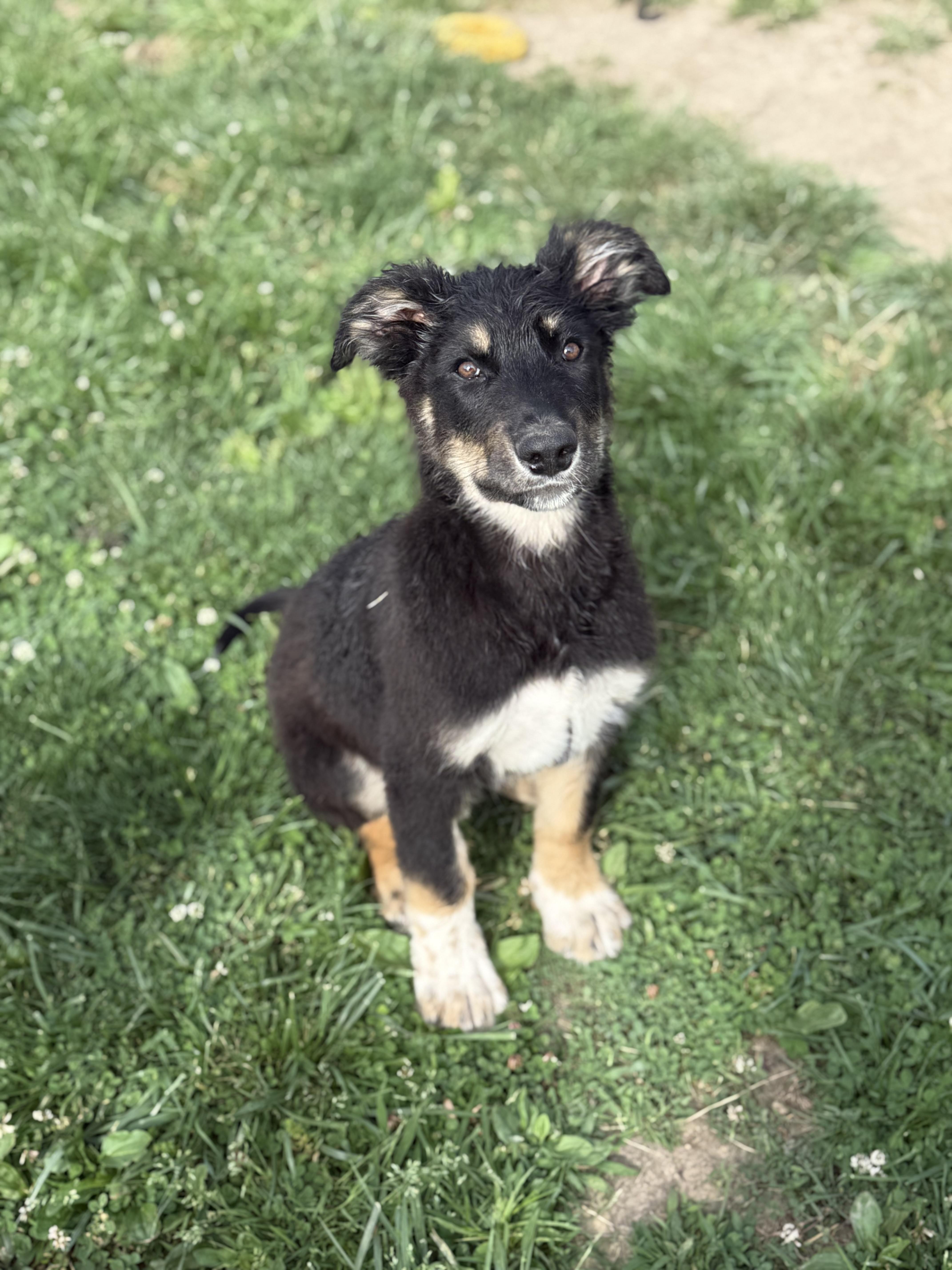 Montgomery, an adopted mixed breed in Glenolden, PA image 1/5