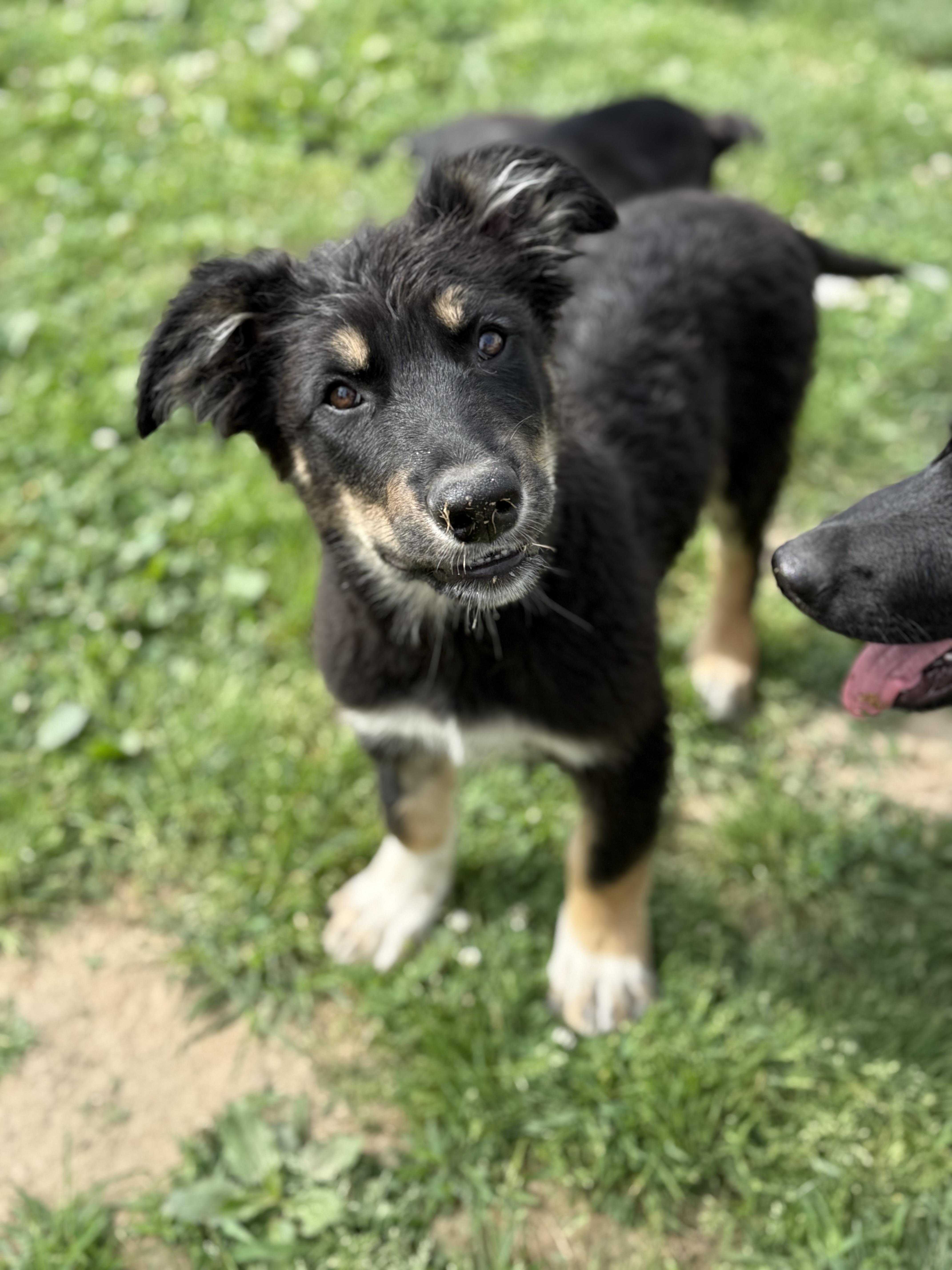 Montgomery, an adopted mixed breed in Glenolden, PA image 2/5