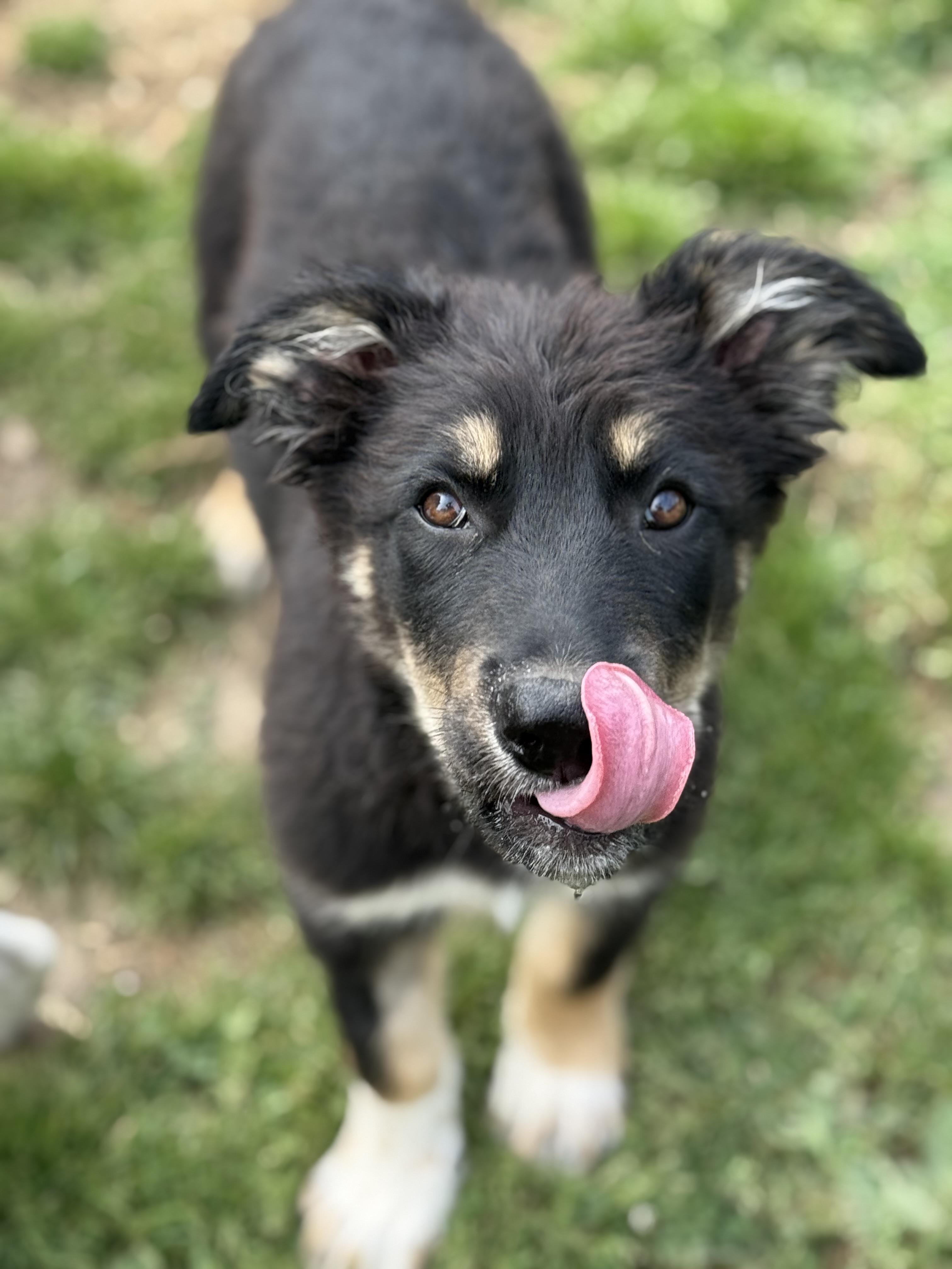 Montgomery, an adopted mixed breed in Glenolden, PA image 4/5