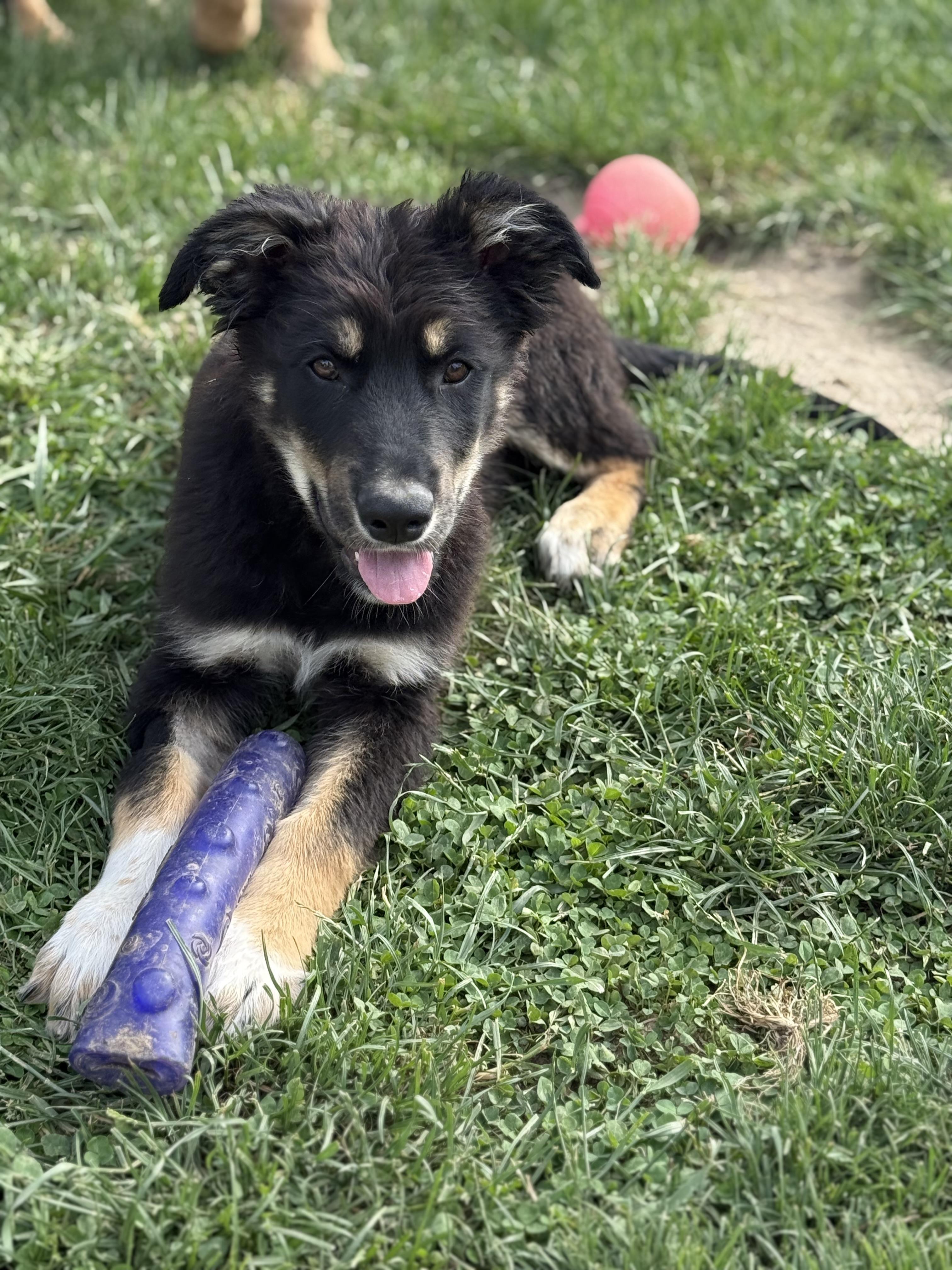 Montgomery, an adopted mixed breed in Glenolden, PA image 5/5