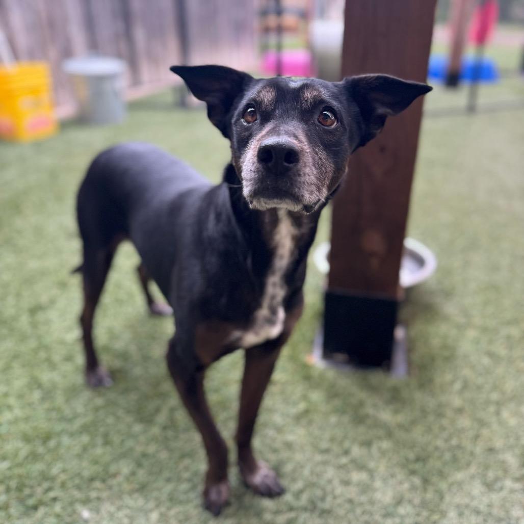 Shelby, Adoptable, Adult Female Mixed Breed.