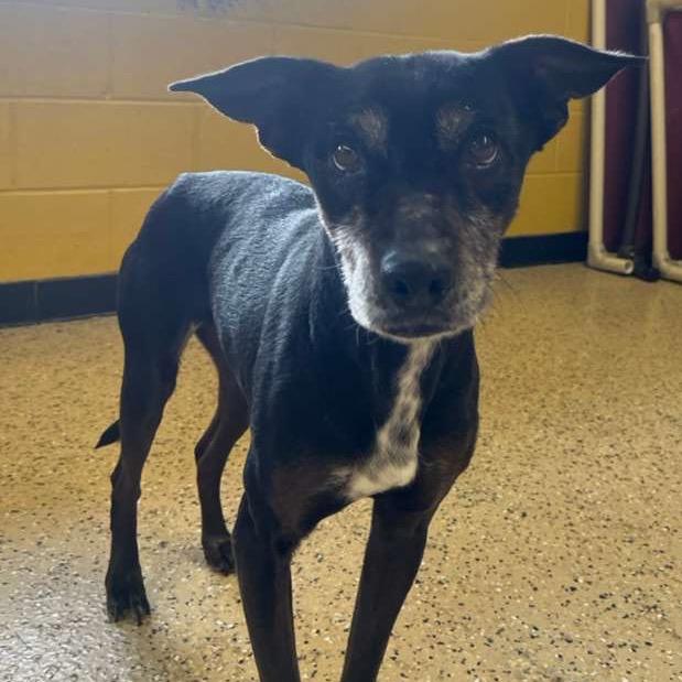 Enlarge Shelby, a Adoptable Mixed Breed in Blaine, MN image 2/4