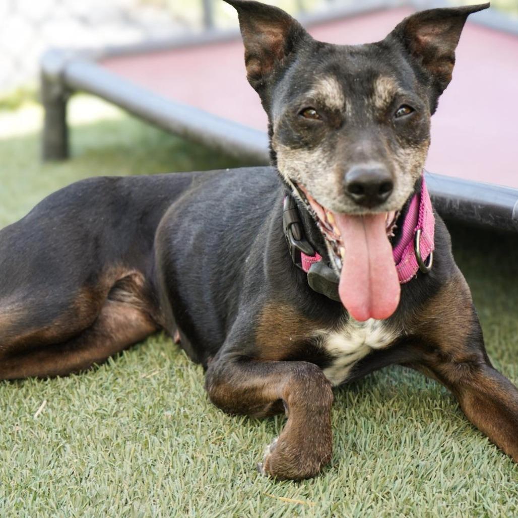 Enlarge Shelby, a Adoptable Mixed Breed in Blaine, MN image 3/4