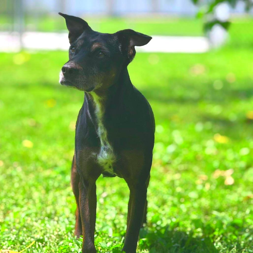 Enlarge Shelby, a Adoptable Mixed Breed in Blaine, MN image 4/4