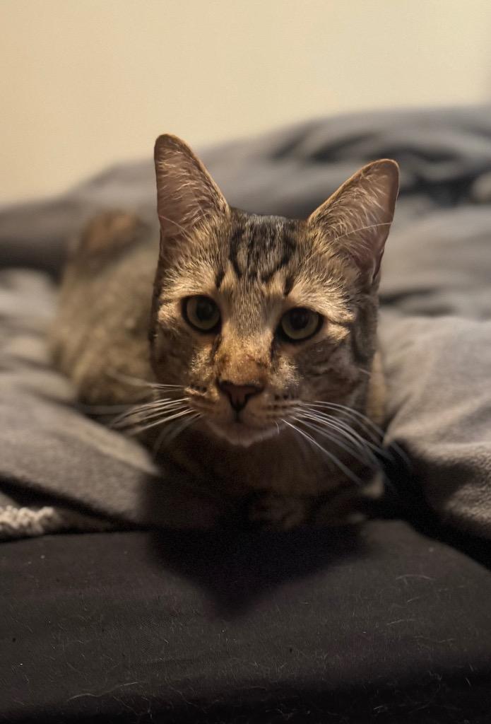 Costello, Adoptable, Young Male Domestic Medium Hair.