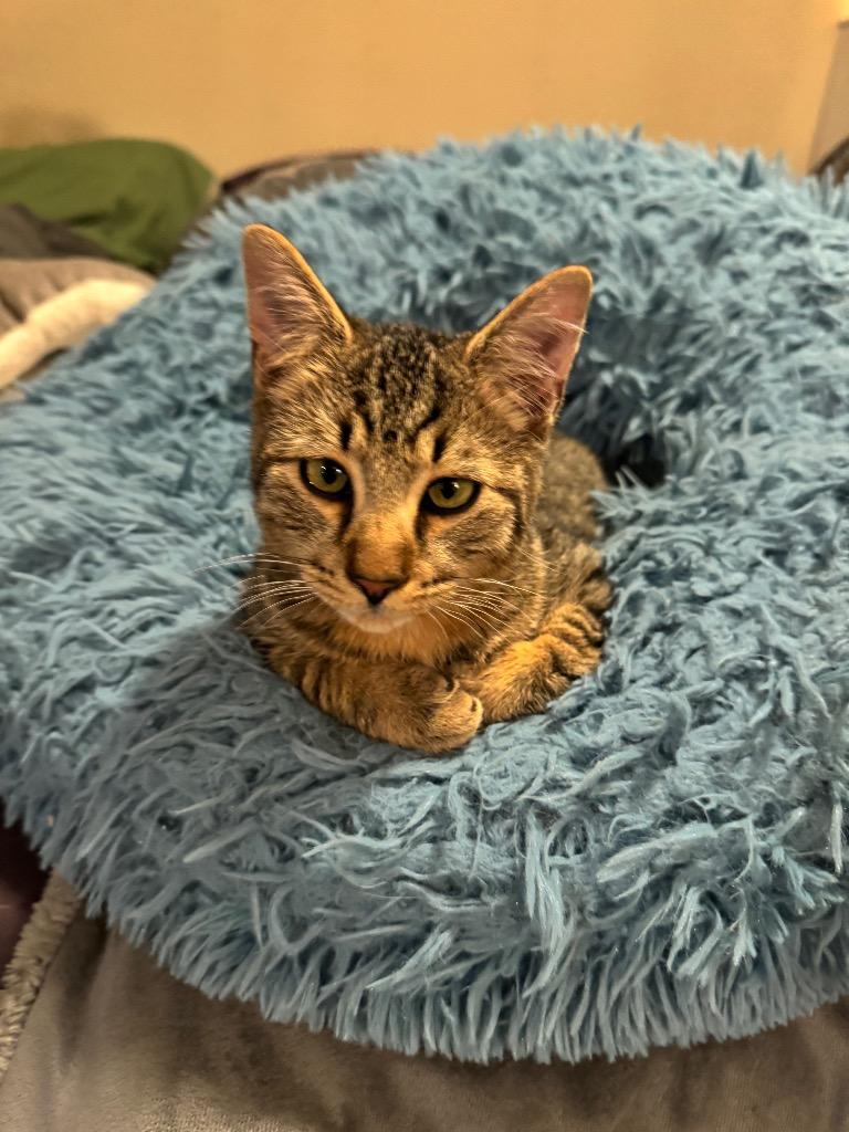 Costello, Adoptable, Young Male Domestic Medium Hair.